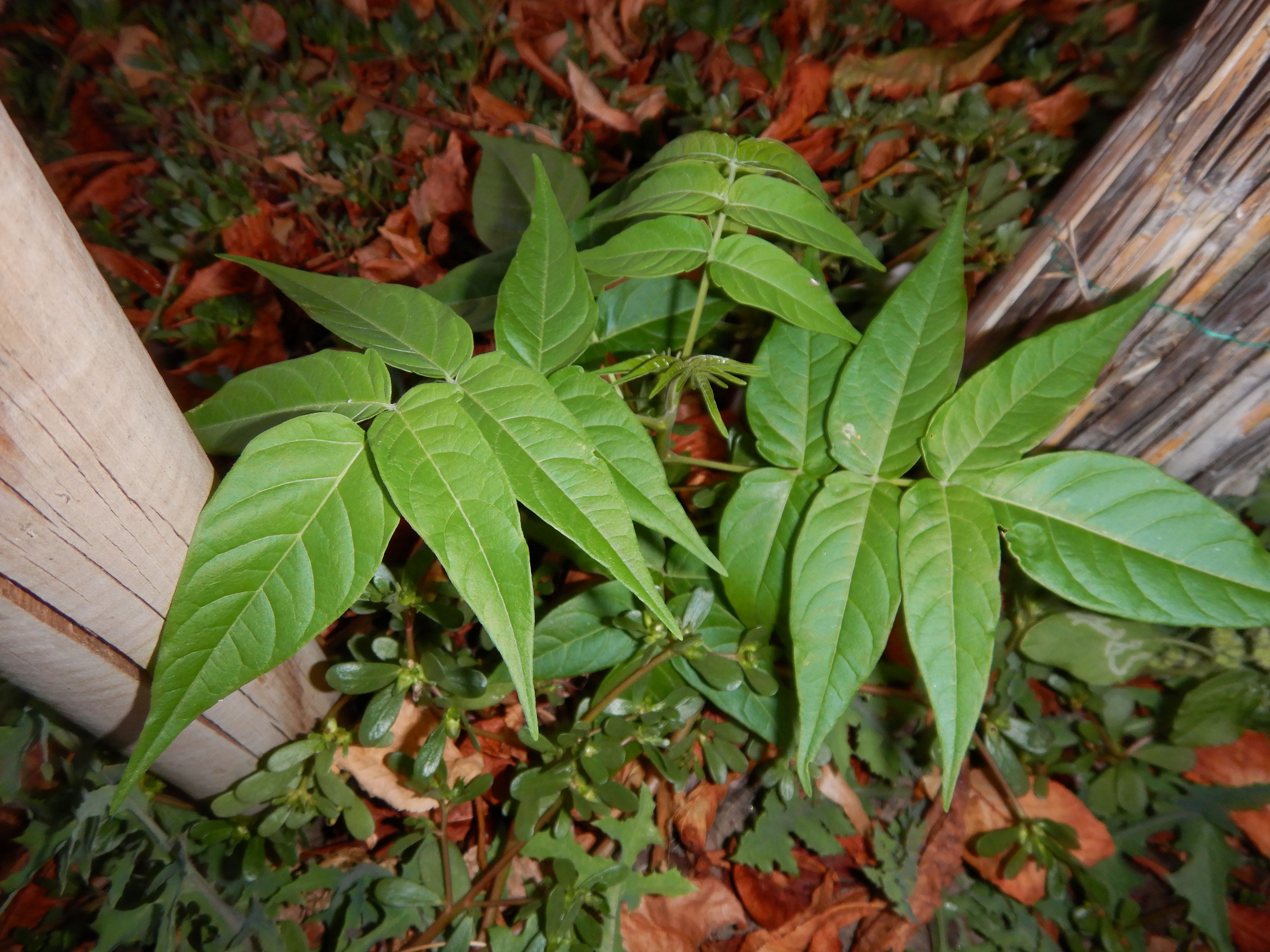 DSCN2559 2023-10-01, ailanthus altissima, neusiedl-zentrum.jpg