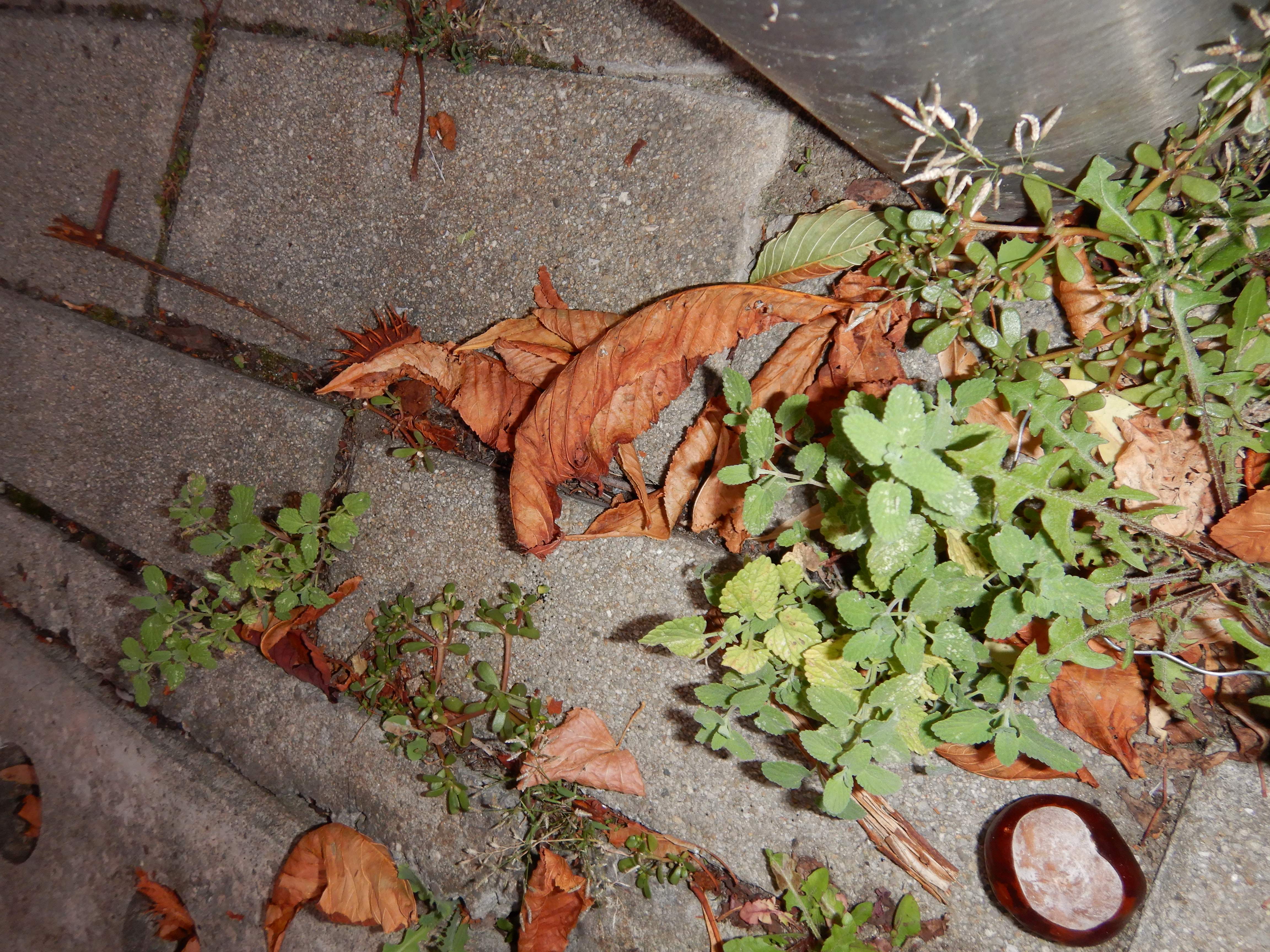 DSCN2560 2023-10-01, nepeta x fassenii, neusiedl-zentrum.jpg