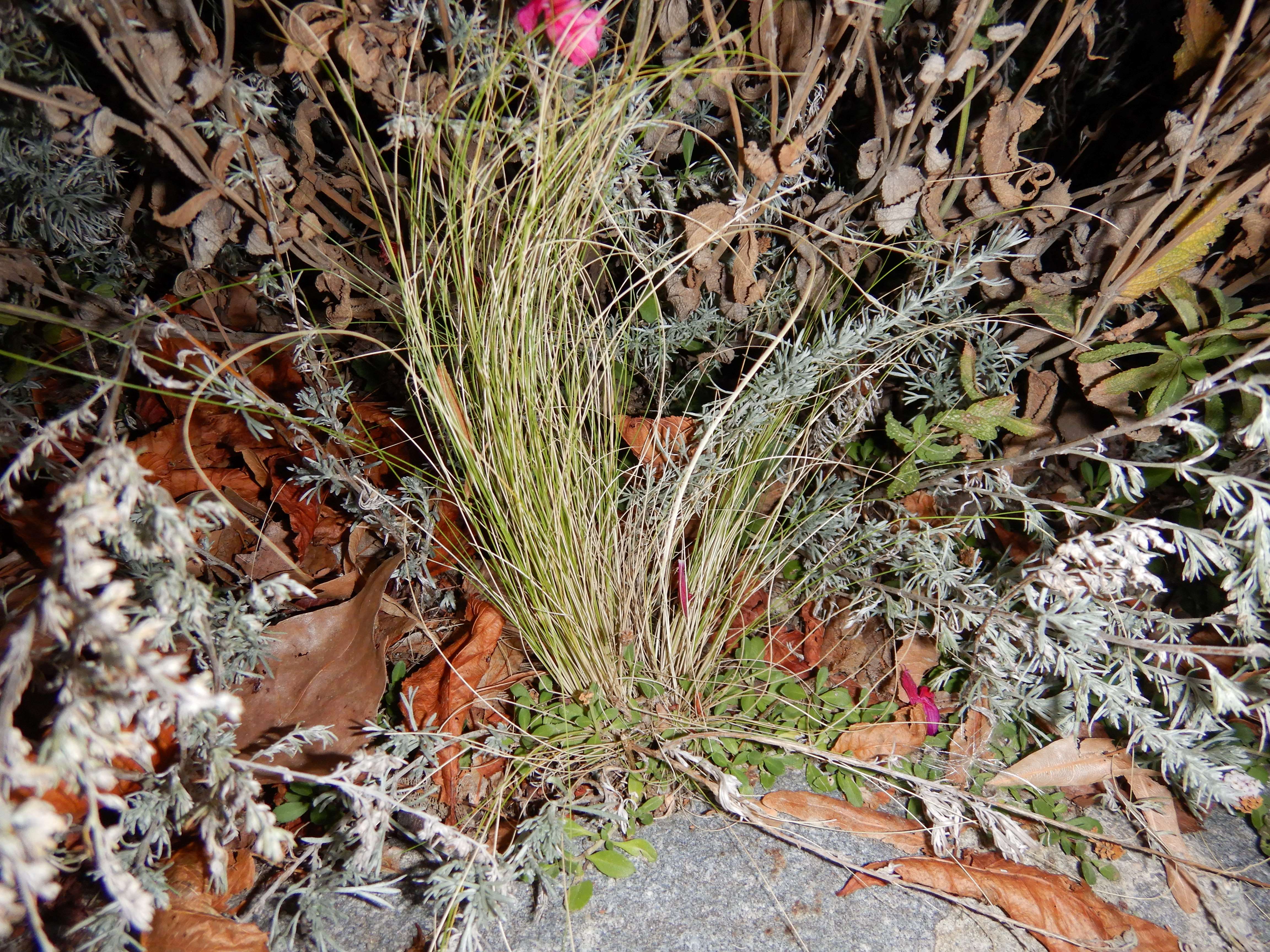 DSCN2561 2023-10-01, cf. stipa sp., neusiedl-zentrum.jpg