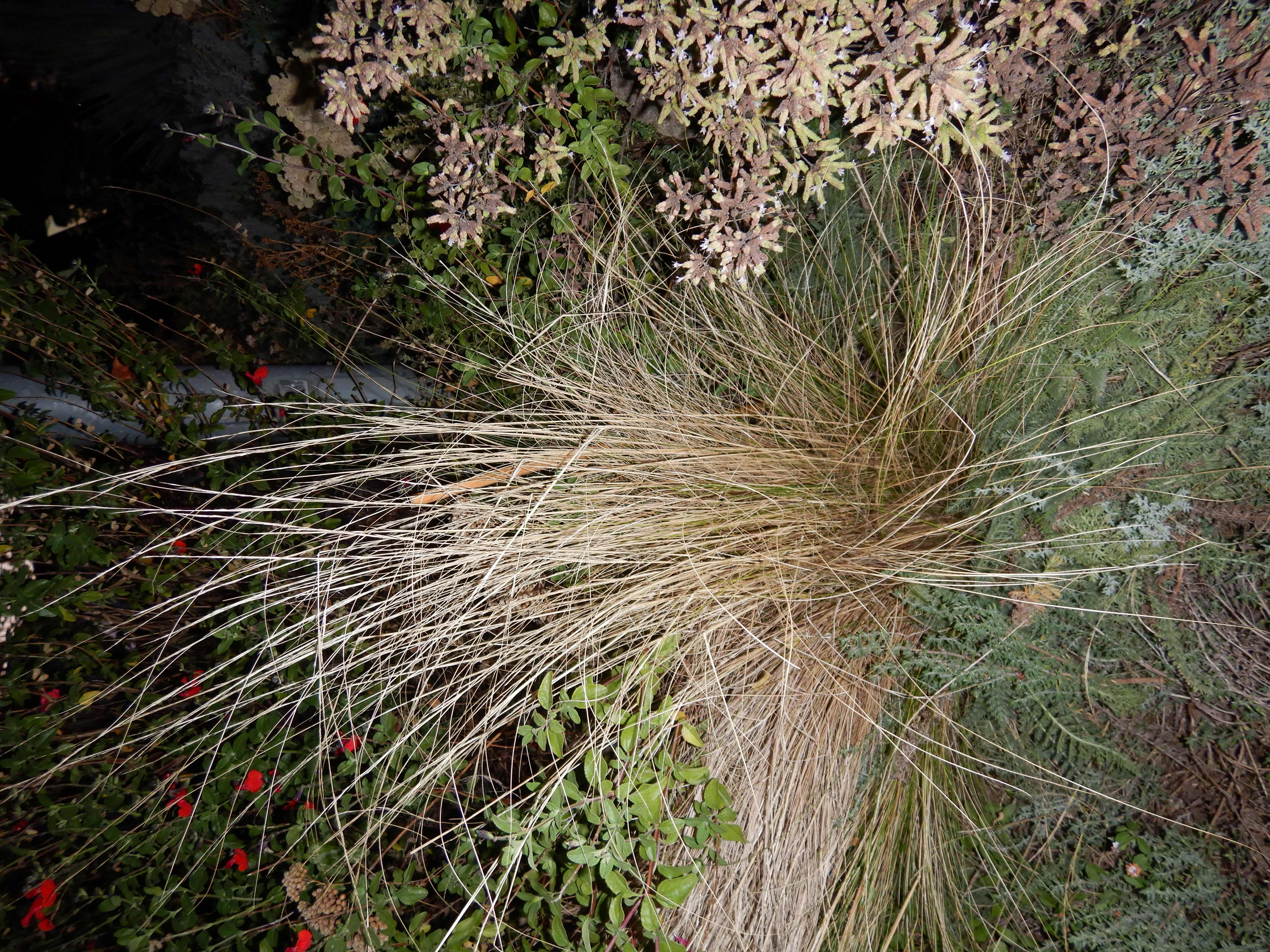 DSCN2562 2023-10-01, cf. stipa sp. - kultivierte mutterpflanze, neusiedl-zentrum.jpg