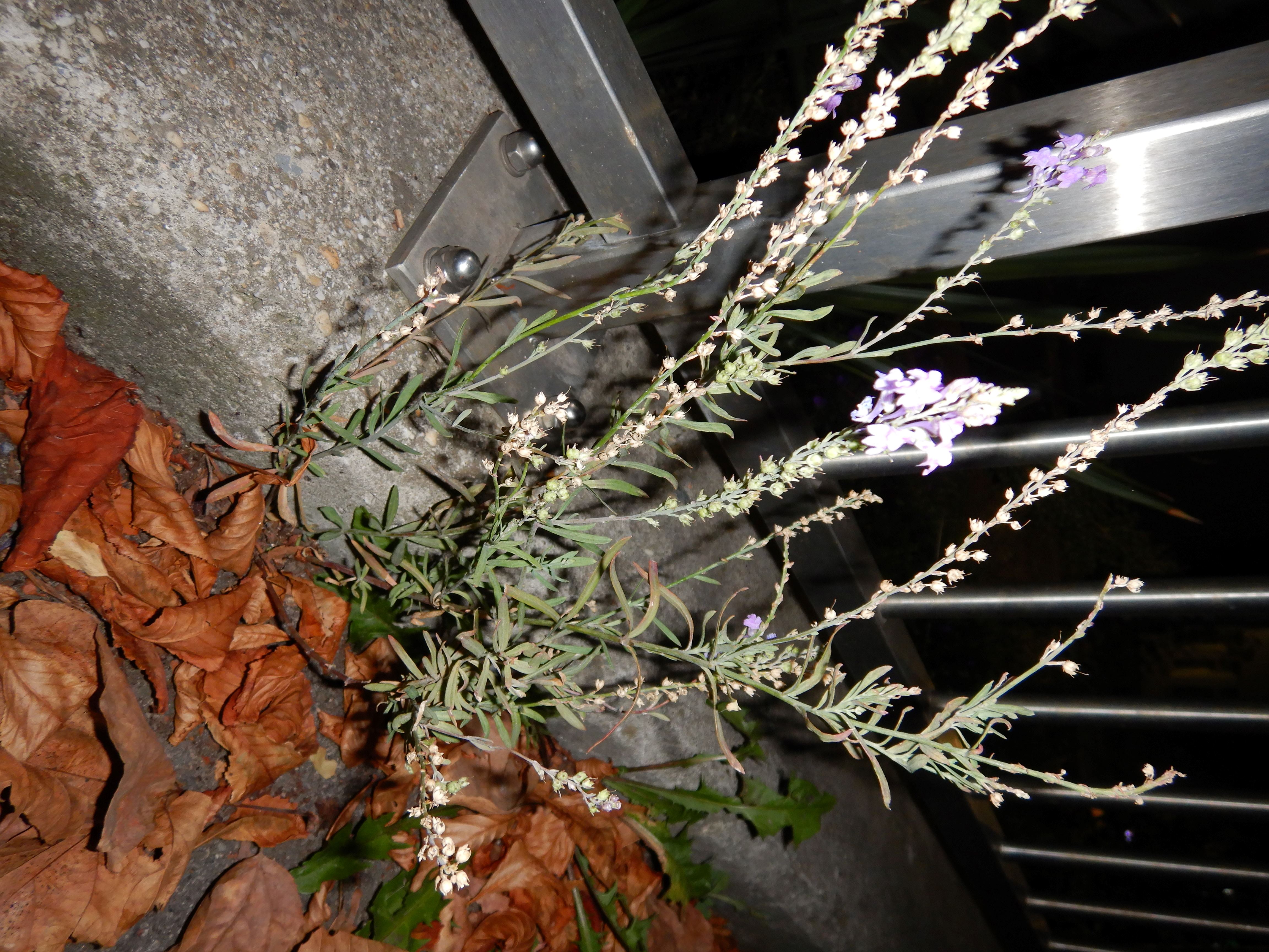 DSCN2568 2023-10-01, linaria purpurea, neusiedl-zentrum.jpg