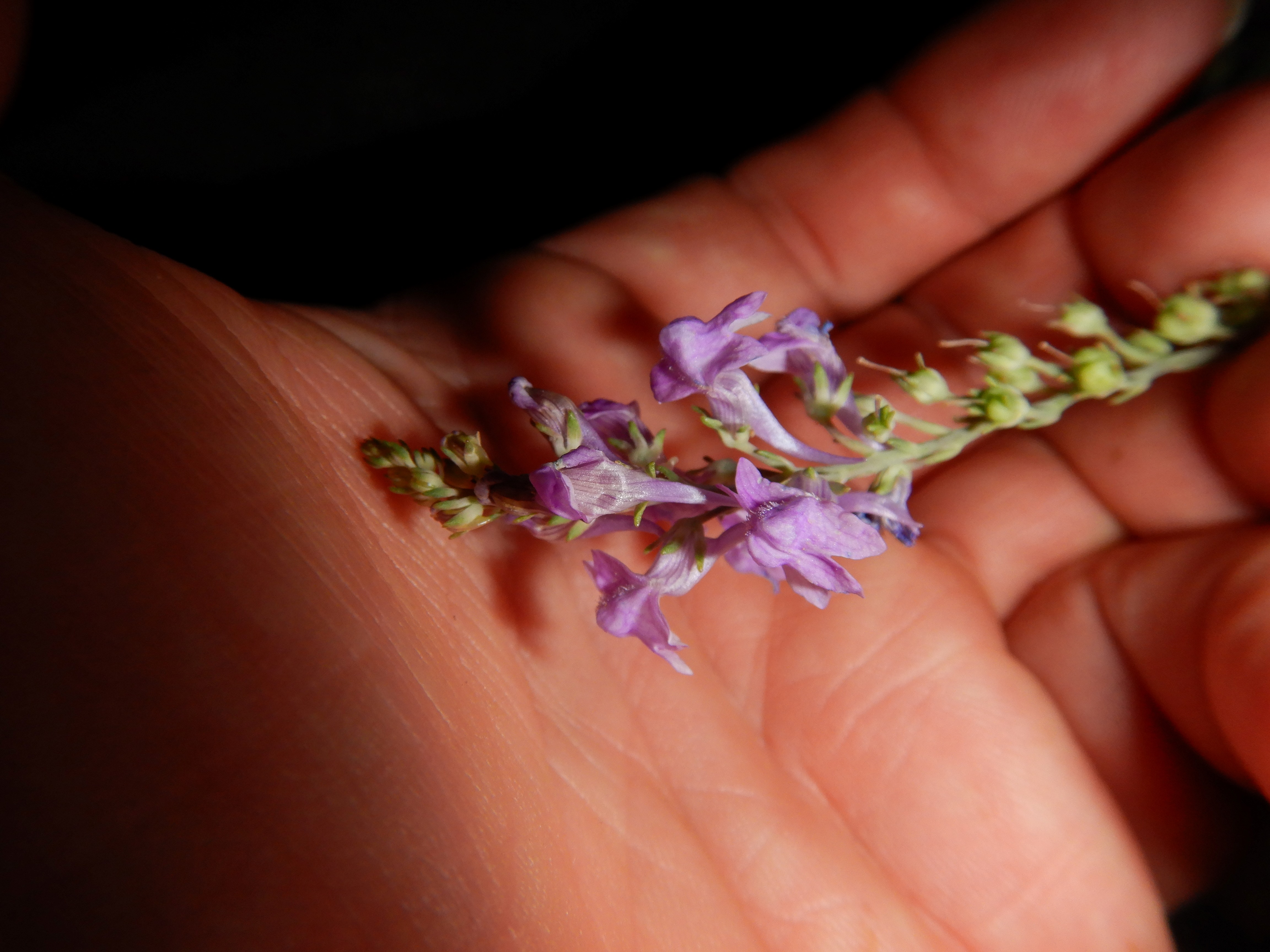 DSCN2569 2023-10-01, linaria purpurea, neusiedl-zentrum.jpg