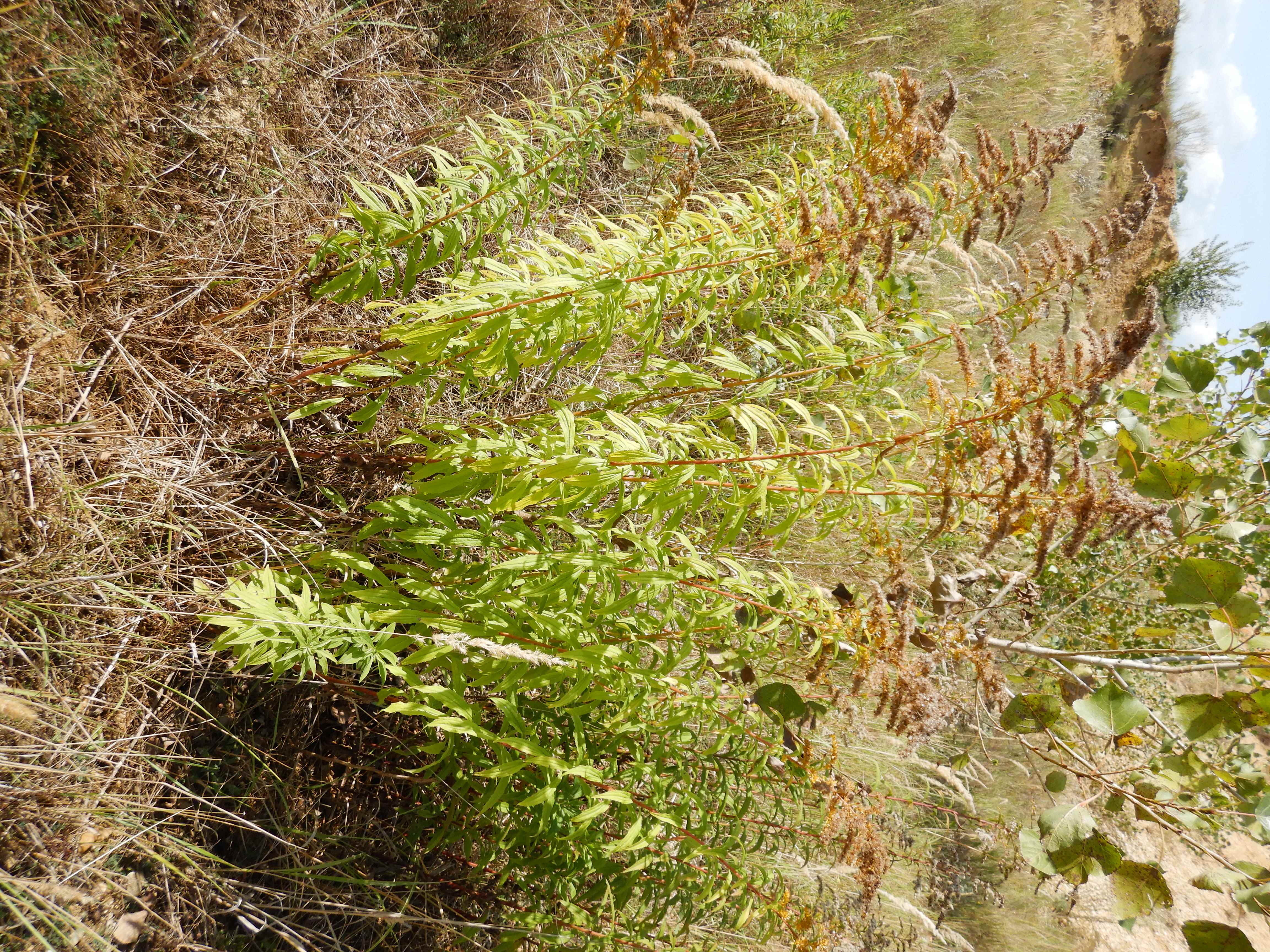 DSCN2130 o parndorf, 2023-10-01, solidago cf. canadensis.jpg