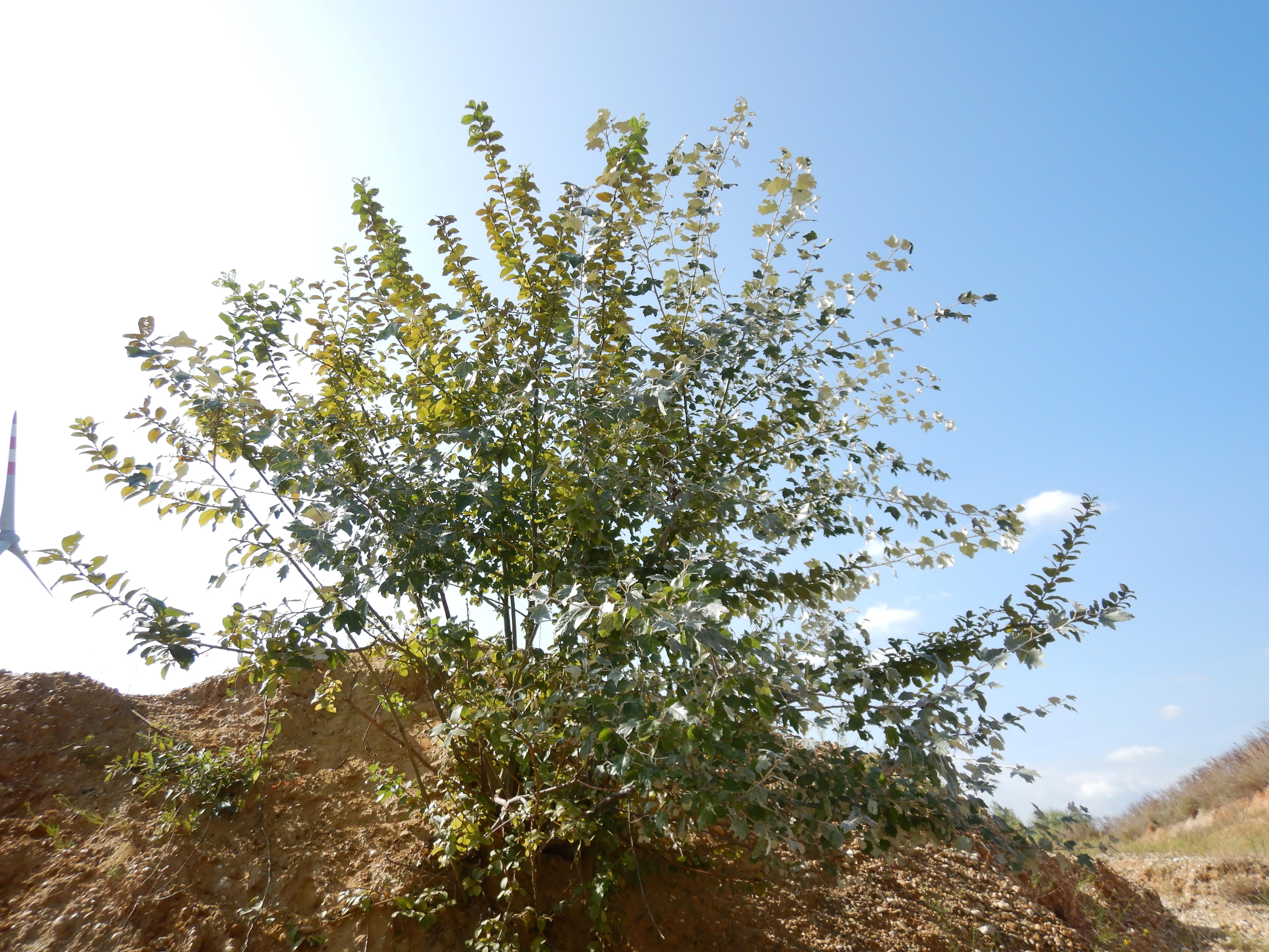 DSCN2154 o parndorf, 2023-10-01, populus alba, salix caprea.jpg