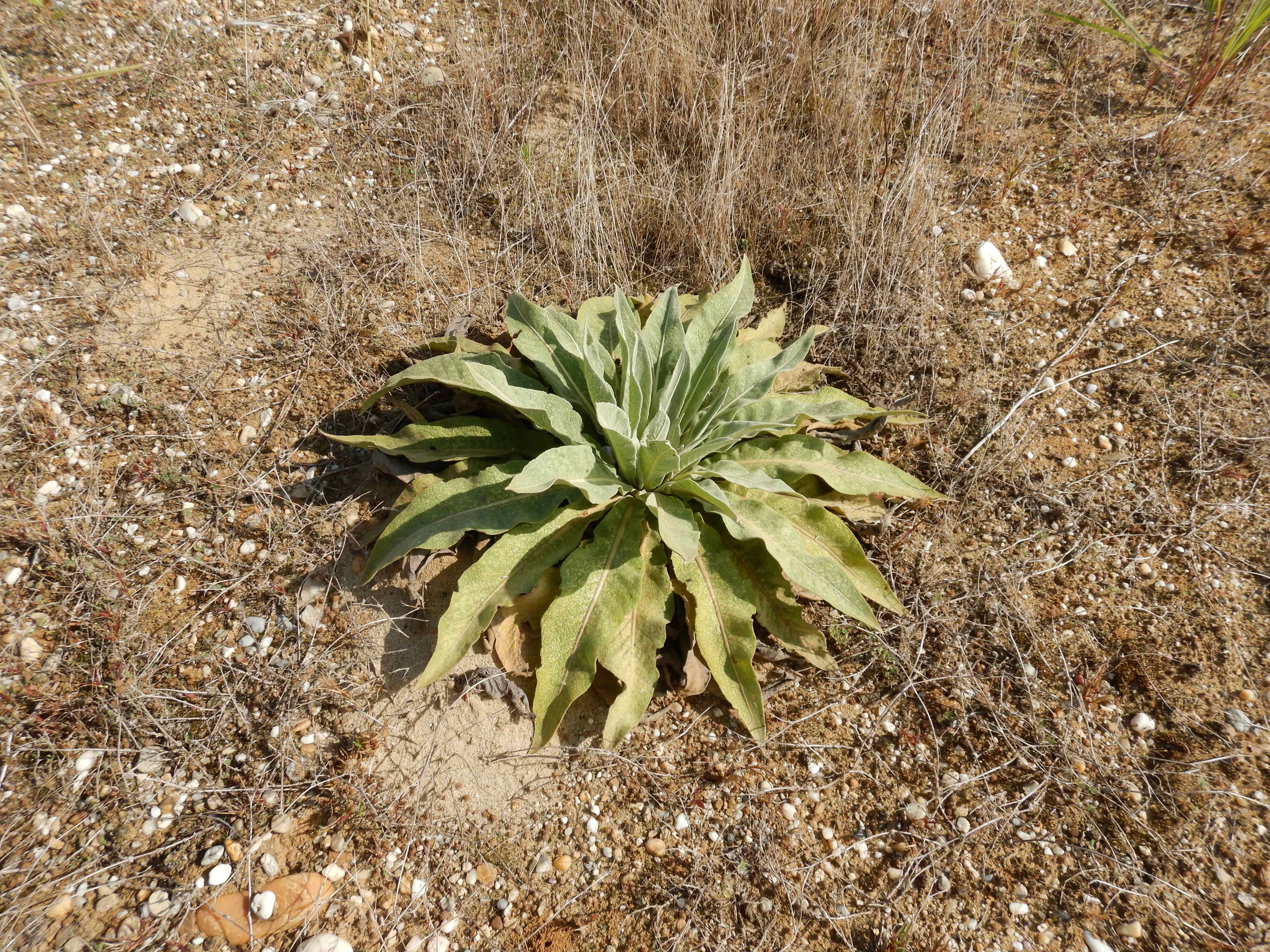 DSCN2166 o parndorf, 2023-10-01, verbascum speciosum.jpg