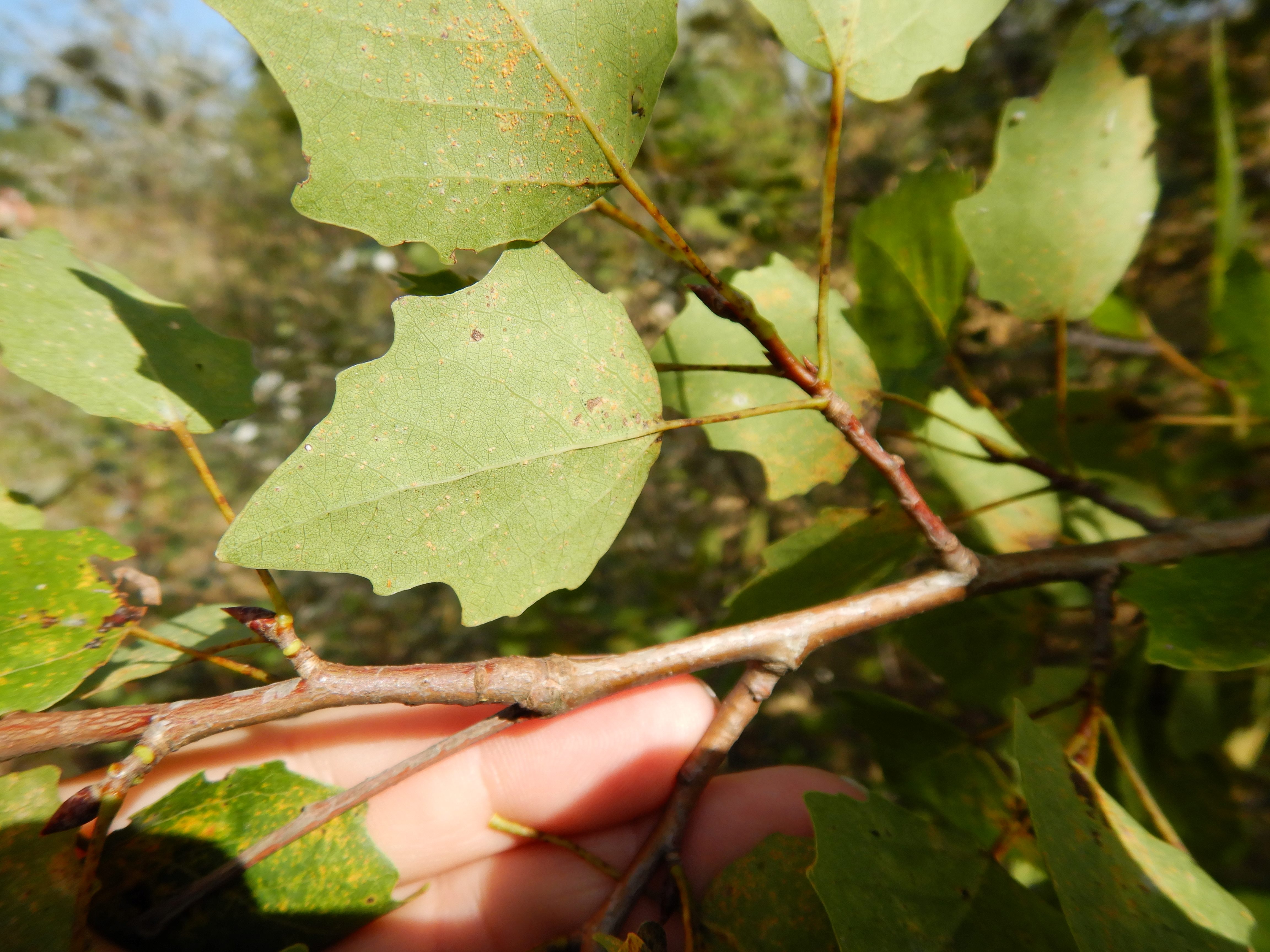 DSCN2198 o parndorf, 2023-10-01, populus canescens.jpg