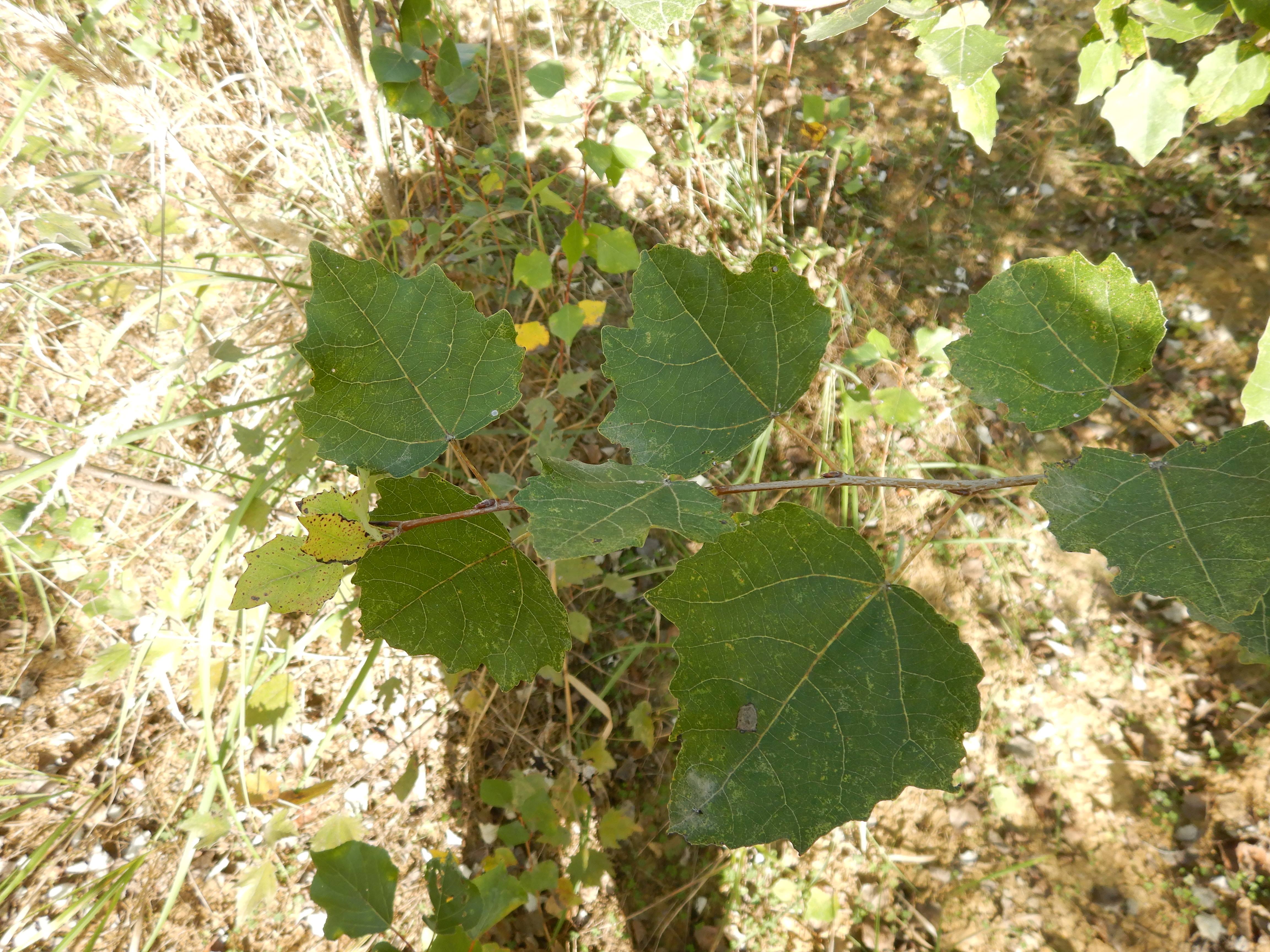 DSCN2200 o parndorf, 2023-10-01, populus canescens.jpg