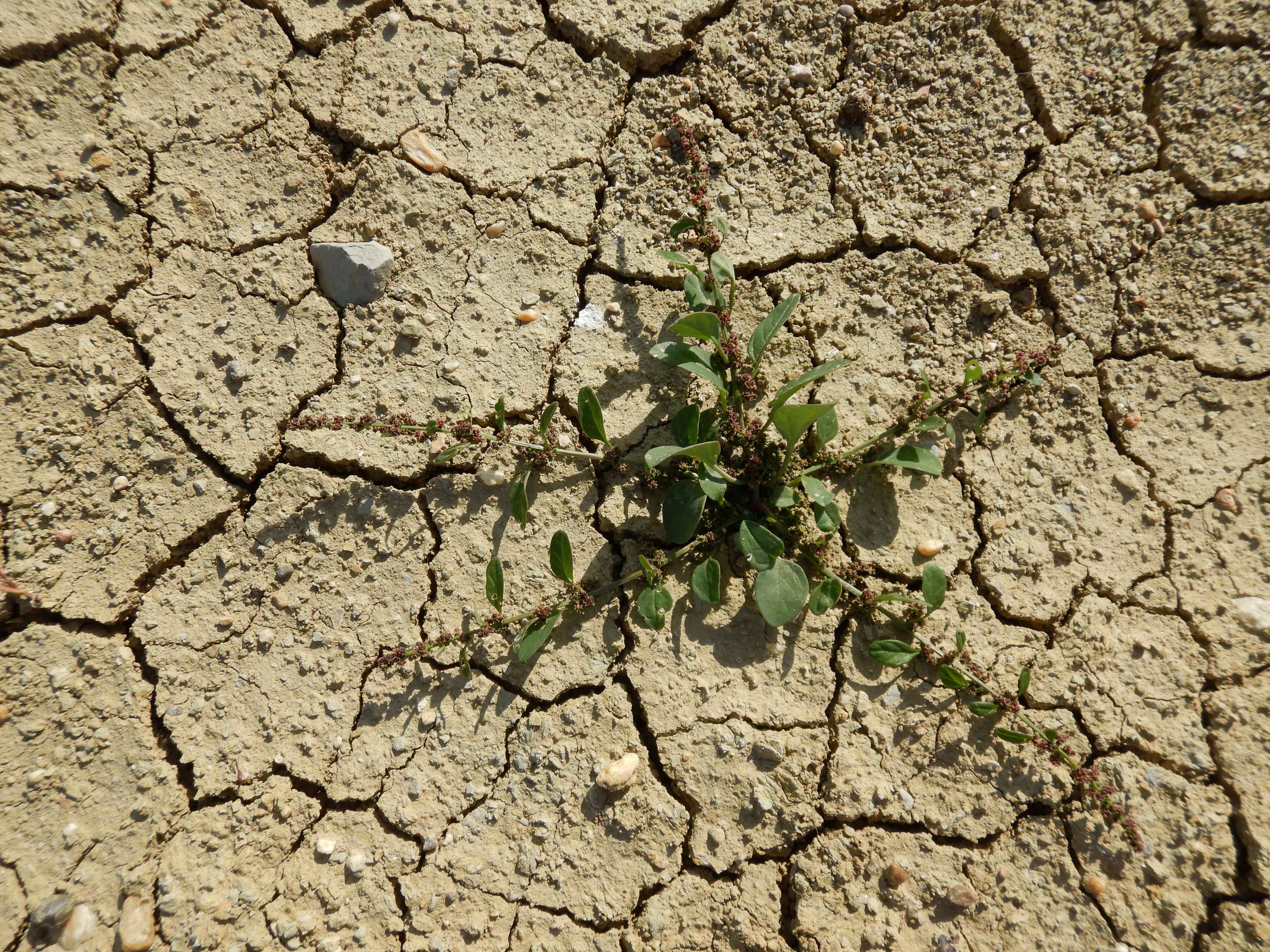 DSCN2267 o parndorf, 2023-10-01, lipandra polysperma.jpg