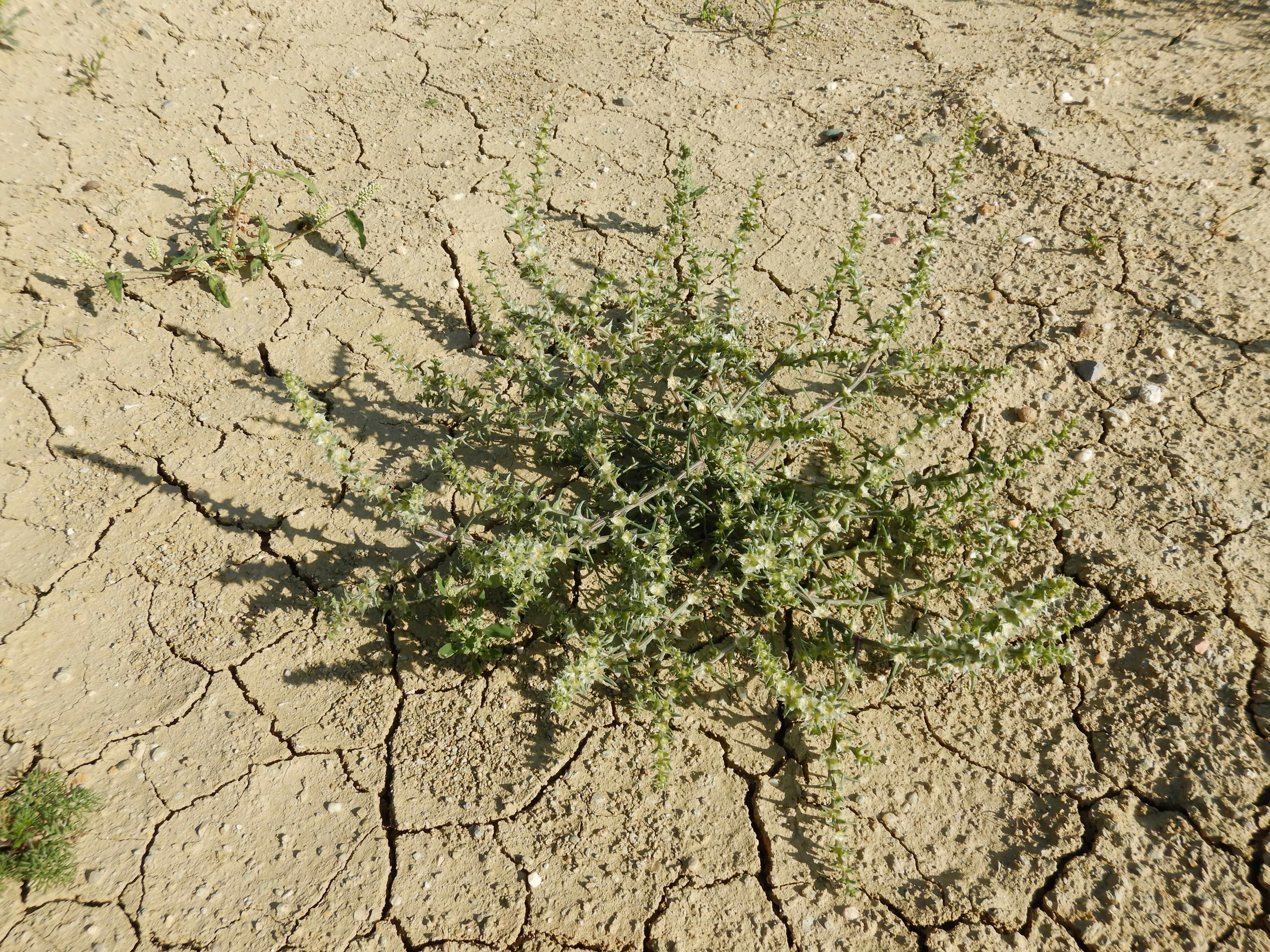 DSCN2268 o parndorf, 2023-10-01, salsola kali.jpg