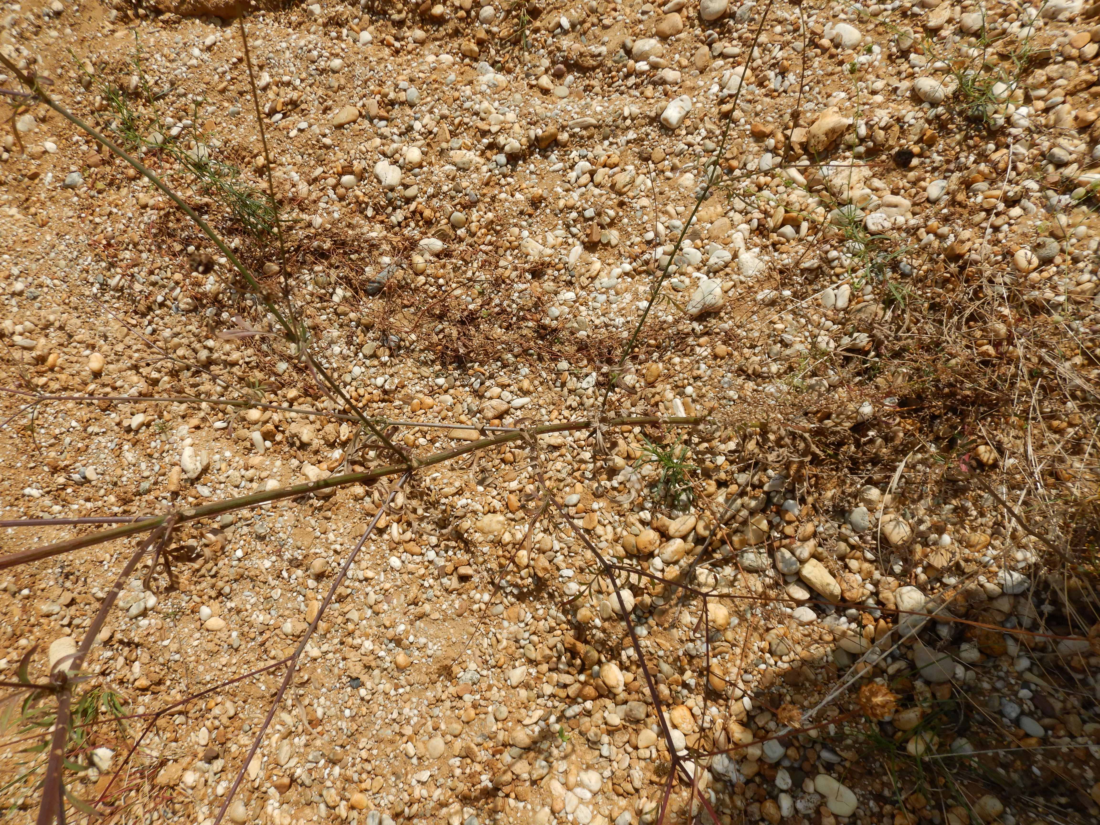 DSCN2290 o parndorf, 2023-10-01, vcephalaria transsylvanica.jpg