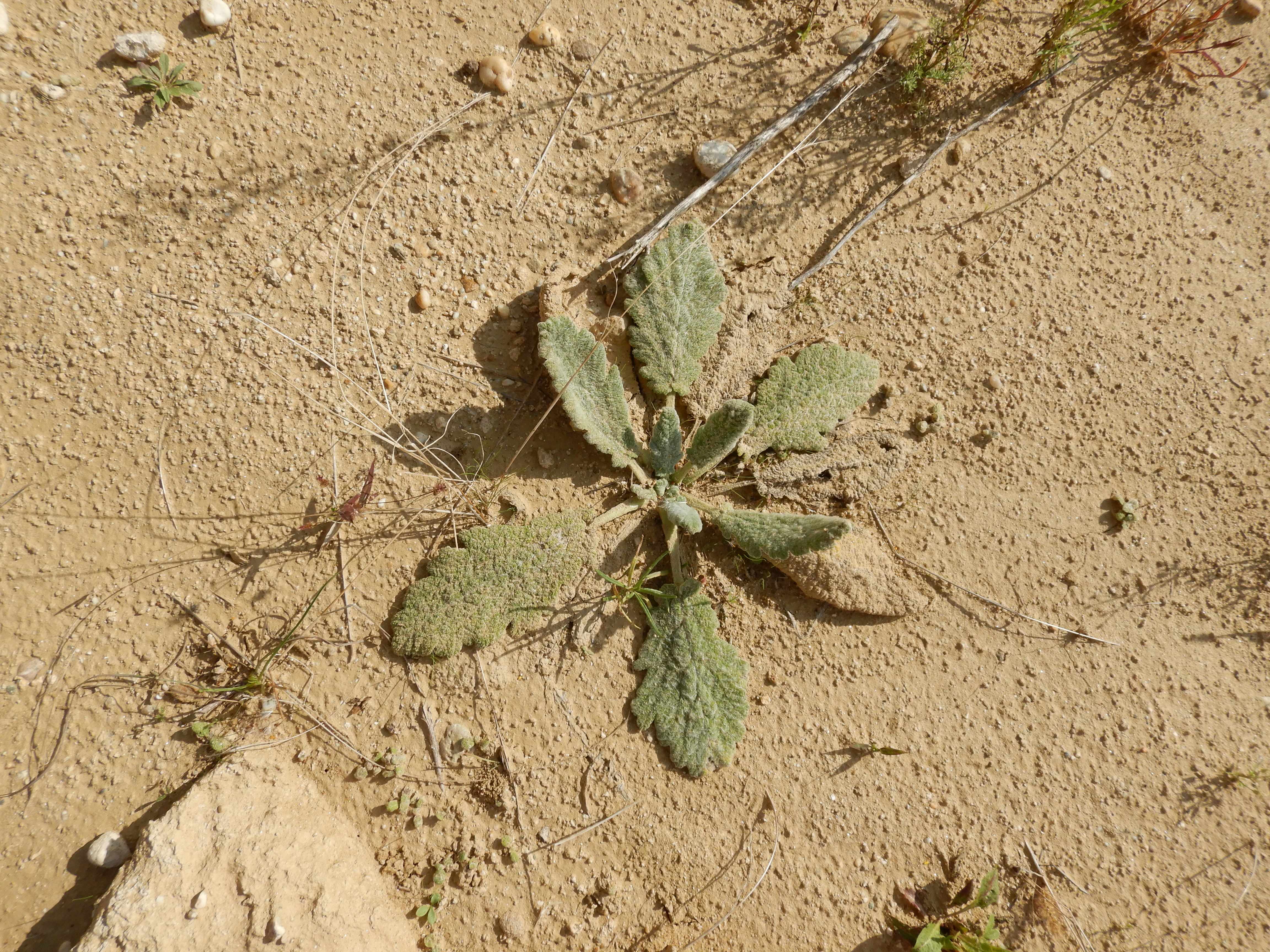 DSCN2298 o parndorf, 2023-10-01, salvia aethiopis.jpg