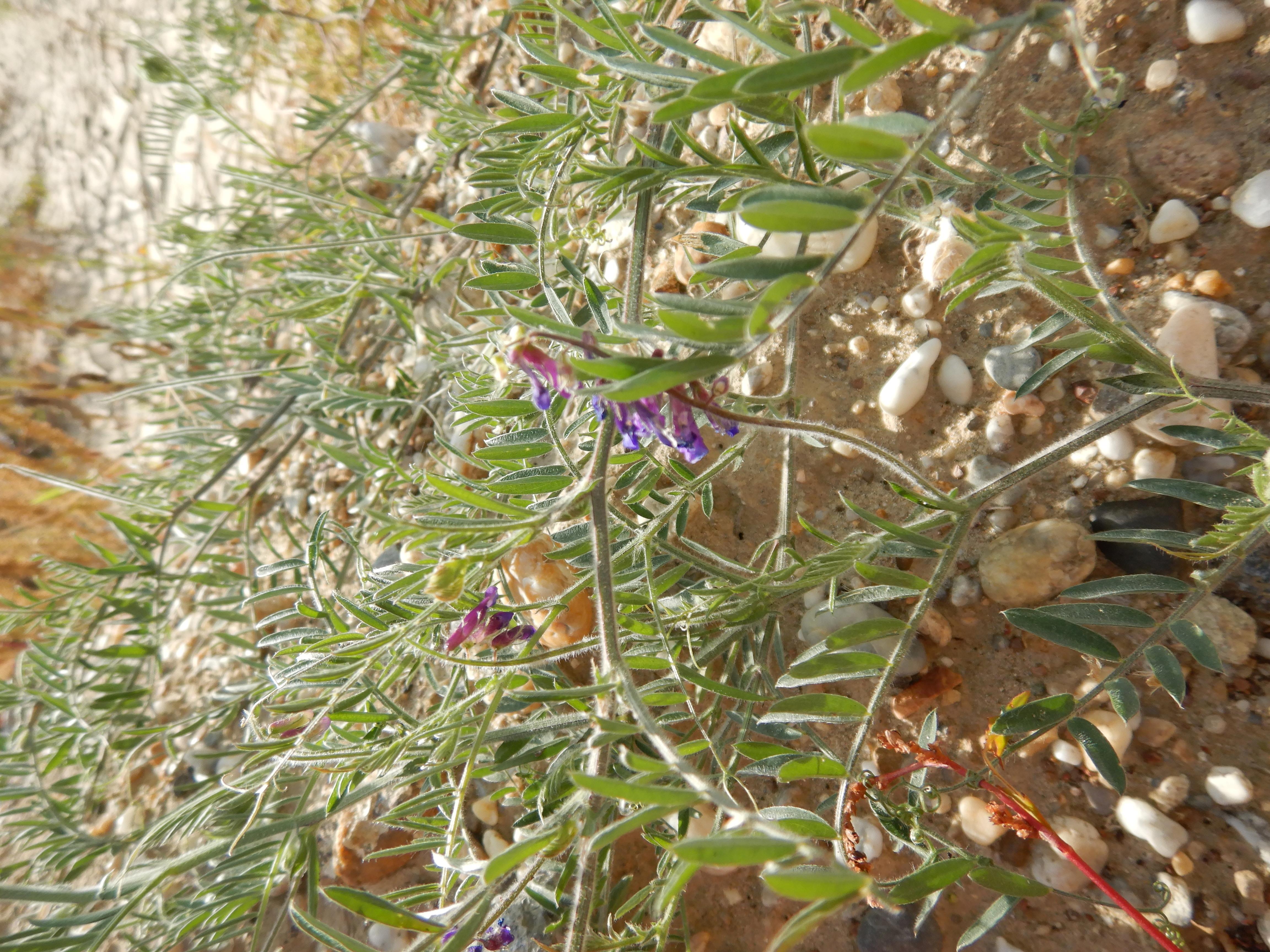 DSCN2323 o parndorf, 2023-10-01, vicia villosa.jpg