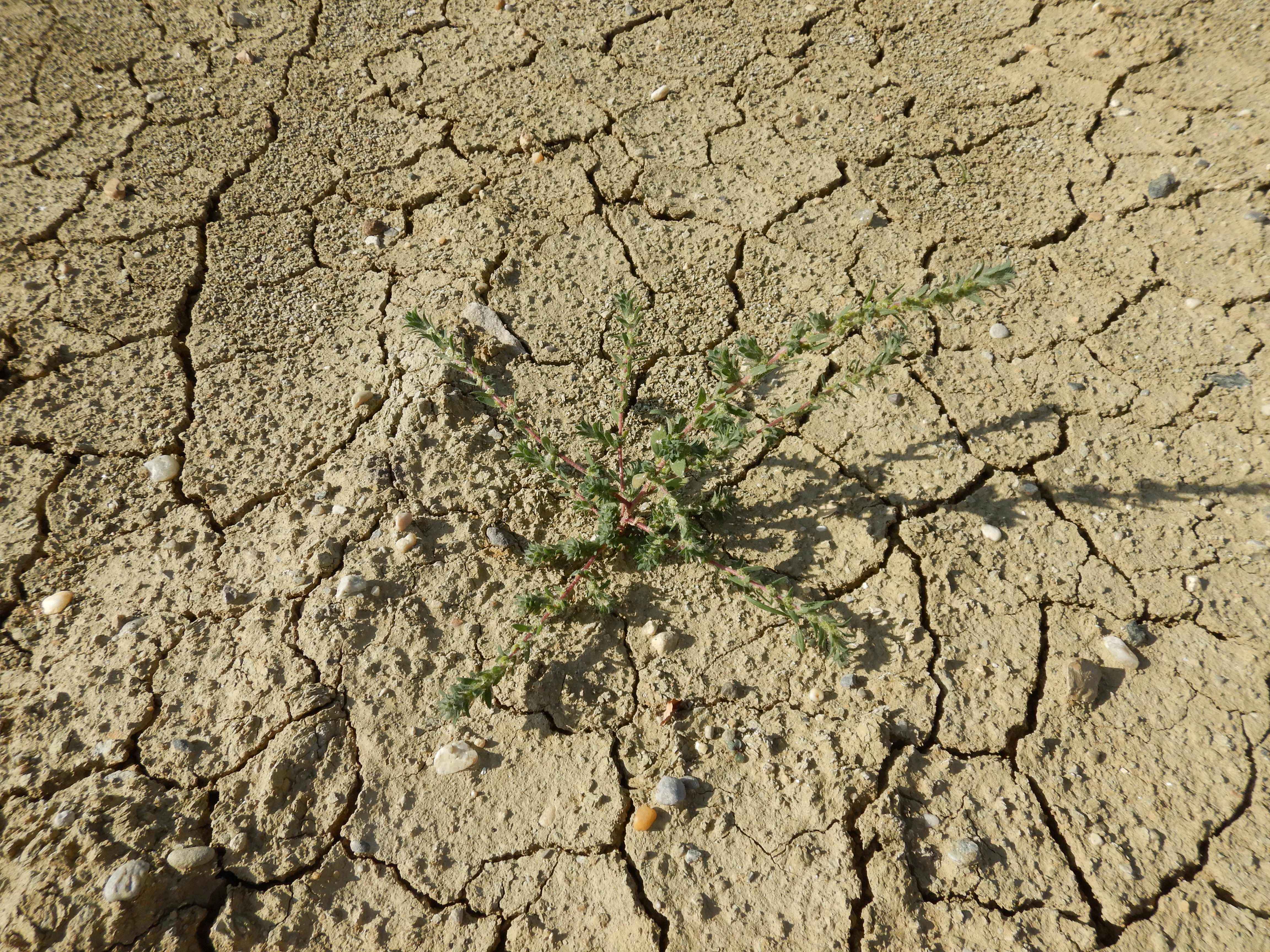 DSCN2269 o parndorf, 2023-10-01, bassia scoparia.jpg