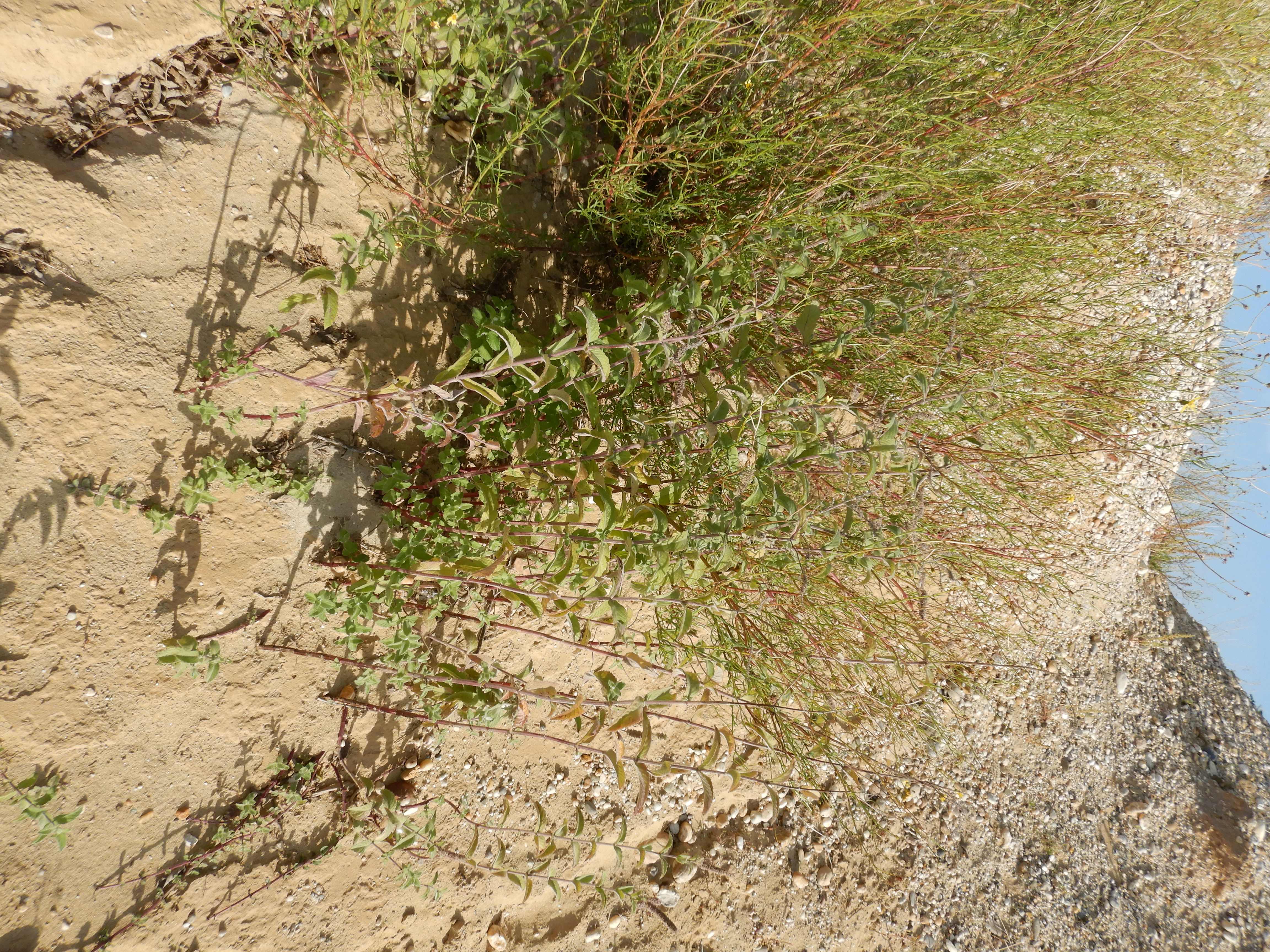 DSCN2382 o parndorf, 2023-10-01, senecio inaequidens, mentha spicata agg..jpg