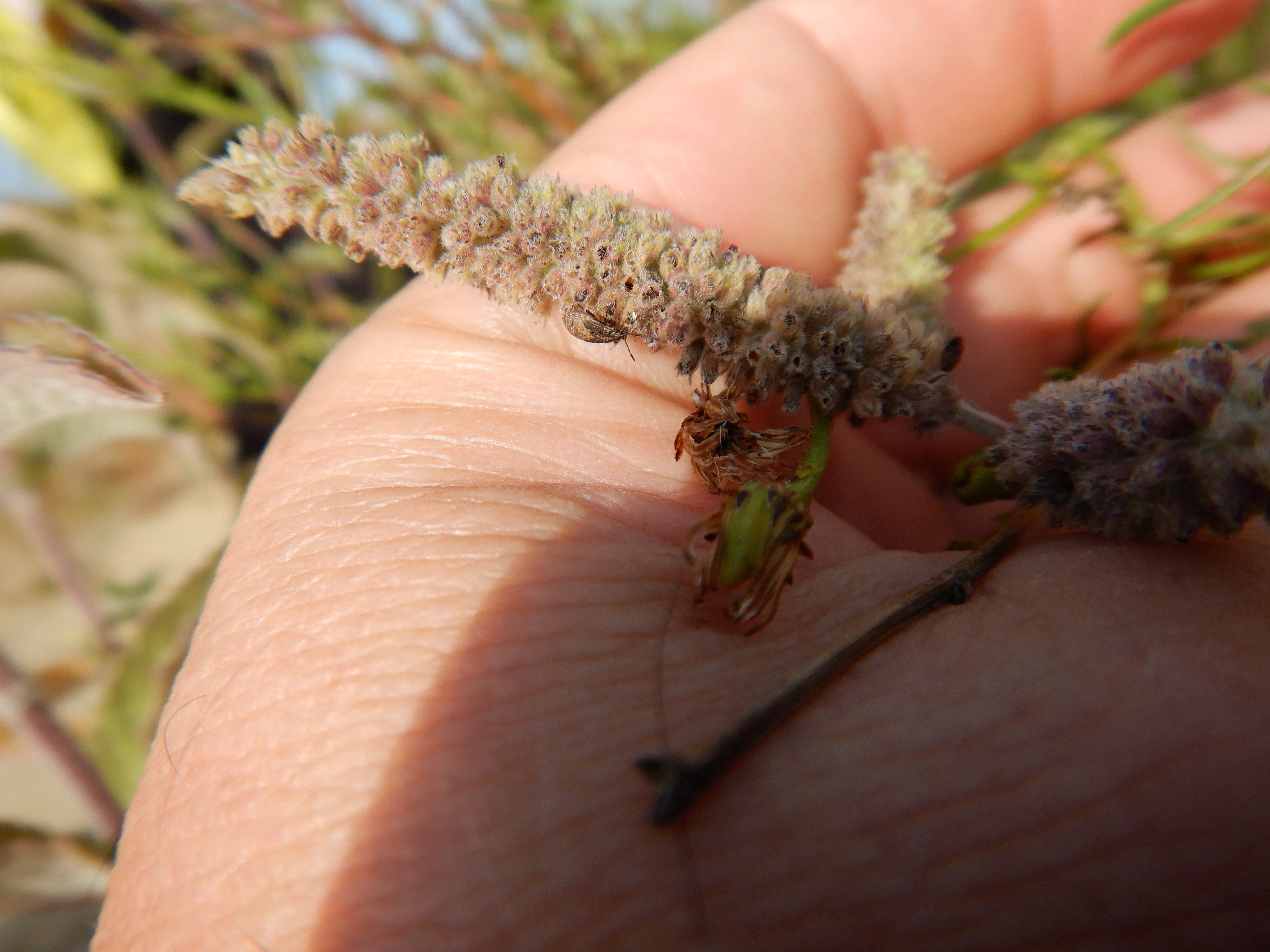 DSCN2389 o parndorf, 2023-10-01, mentha spicata agg..jpg