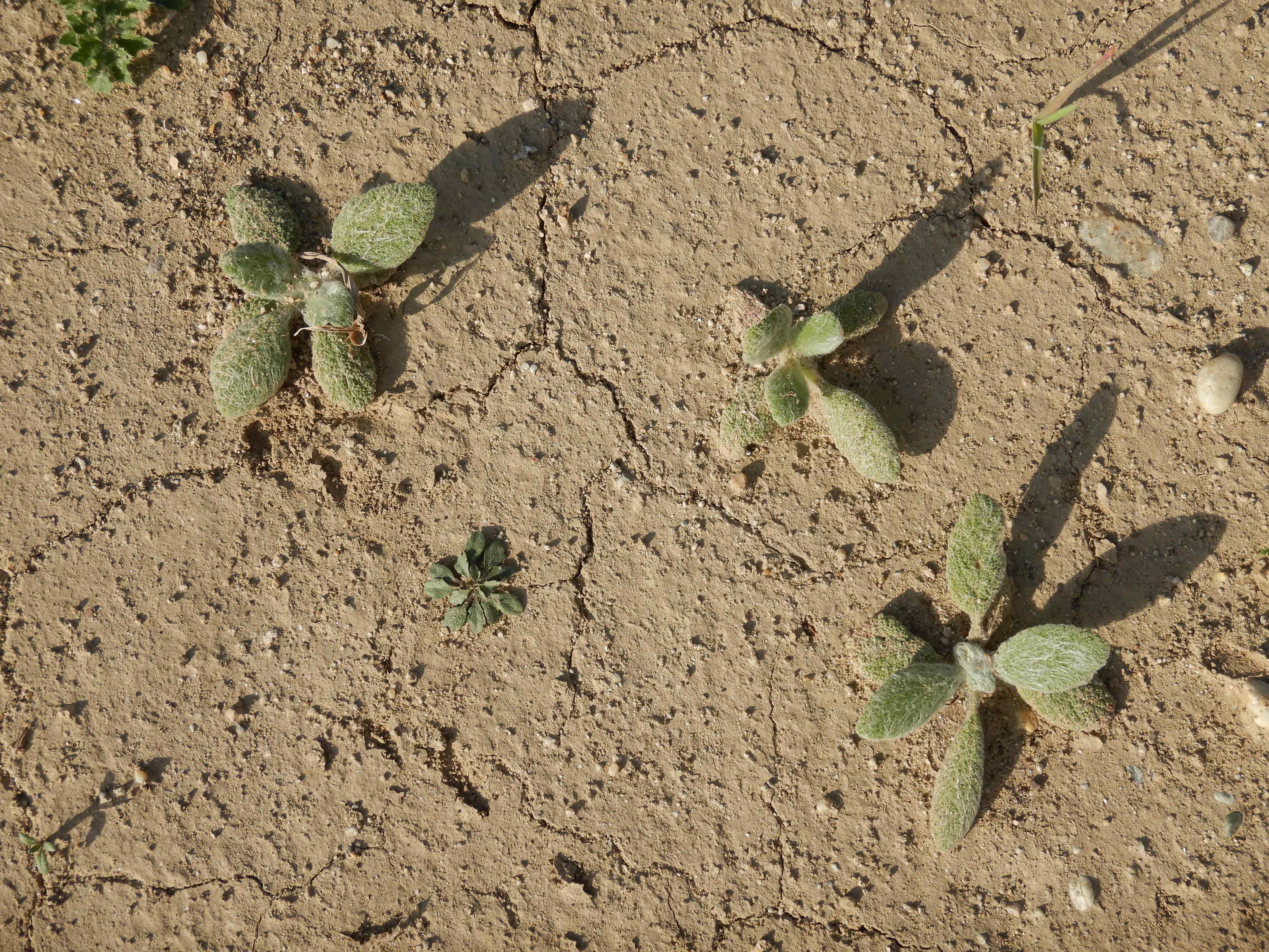 DSCN2399 o parndorf, 2023-10-01, salvia aethiopis.jpg