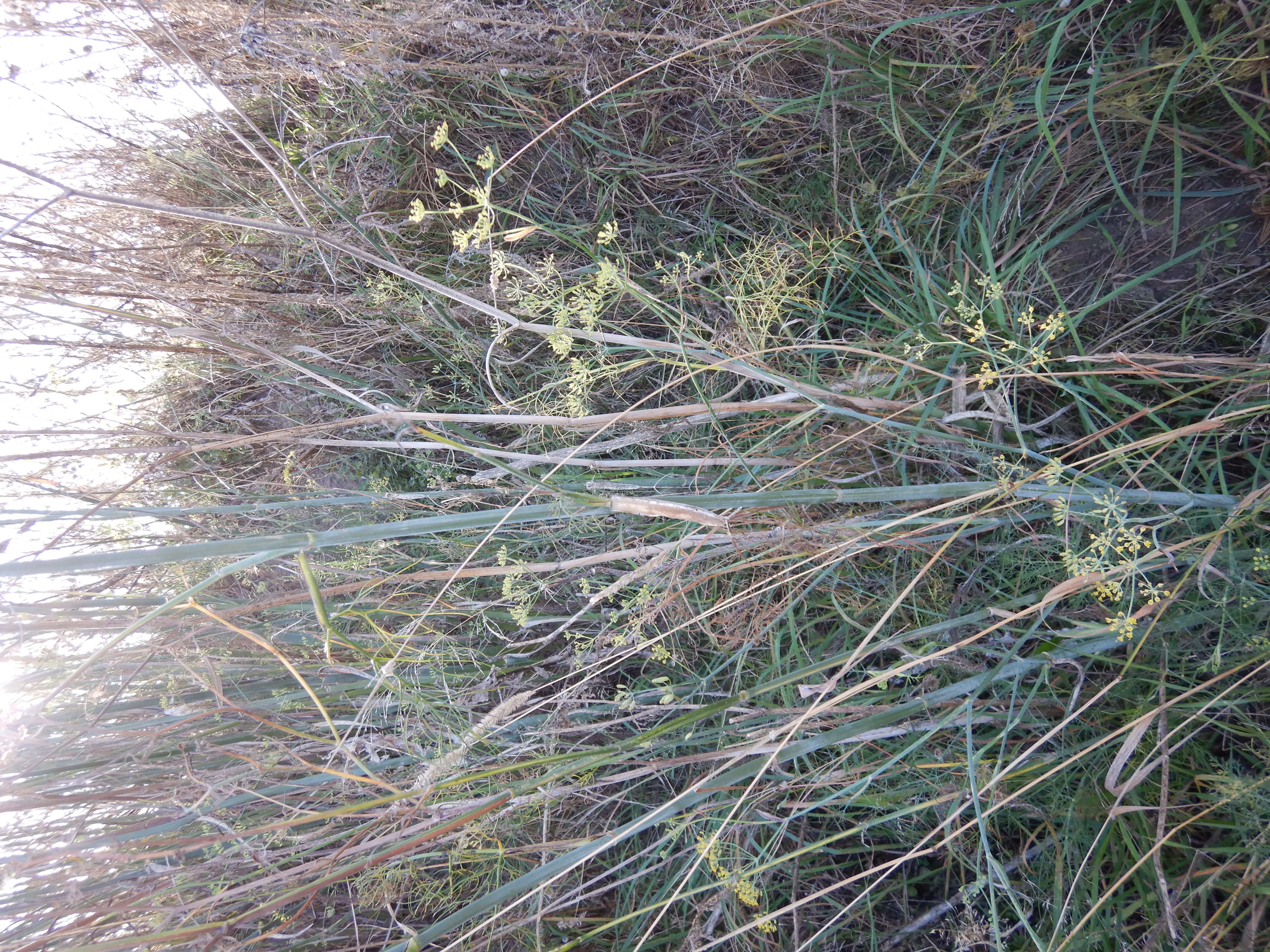 DSCN2436 o parndorf, 2023-10-01, foeniculum vulgare.jpg