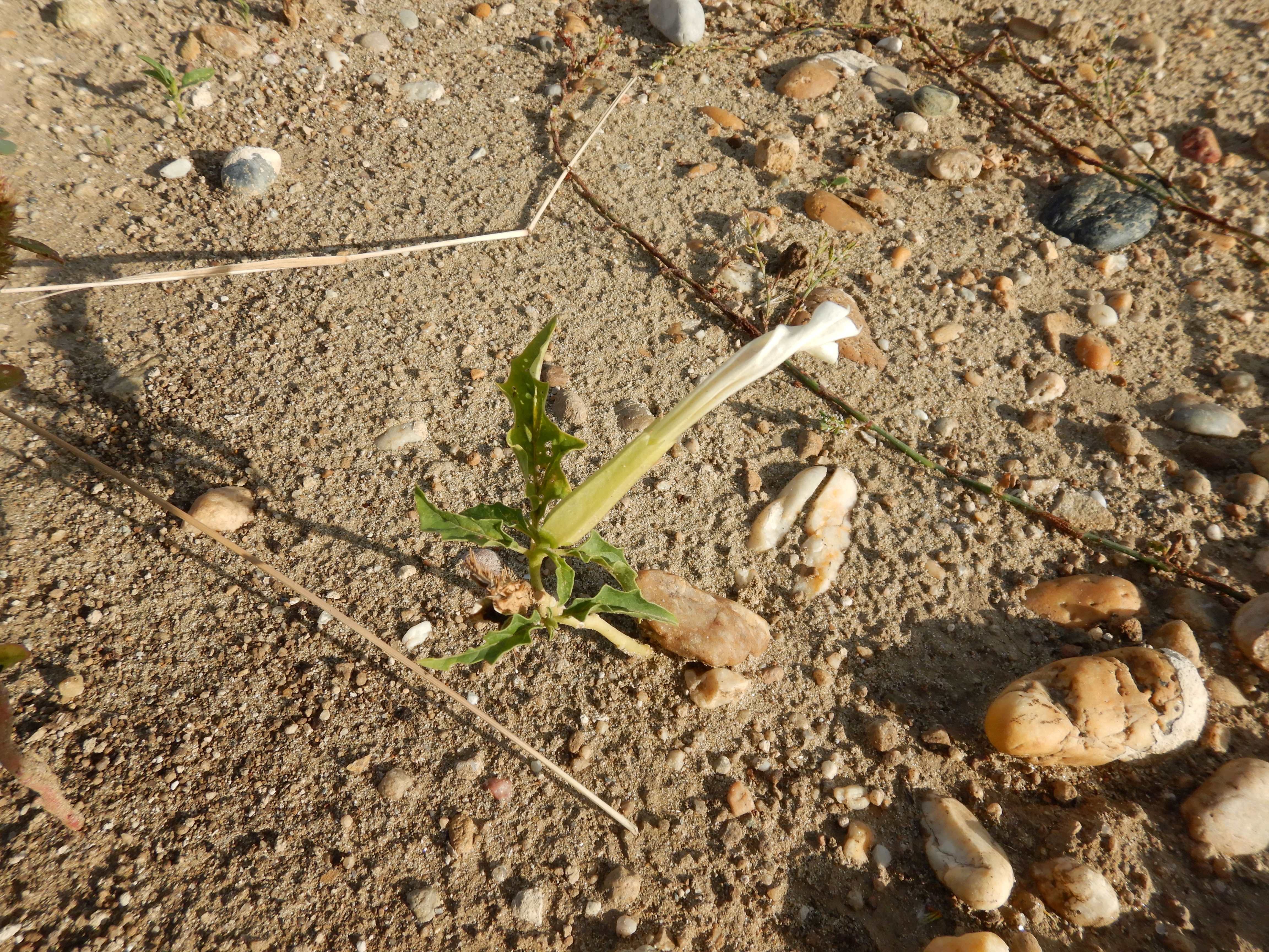 DSCN2394 zwergexemplare, o parndorf, 2023-10-01, datura stramonium.jpg