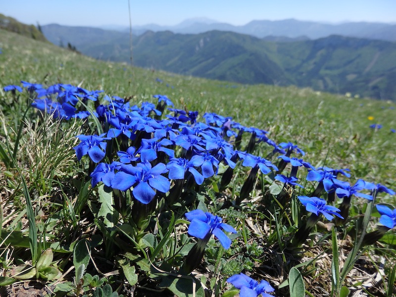 3Gentiana_verna_Fruehlingsenzian.JPG