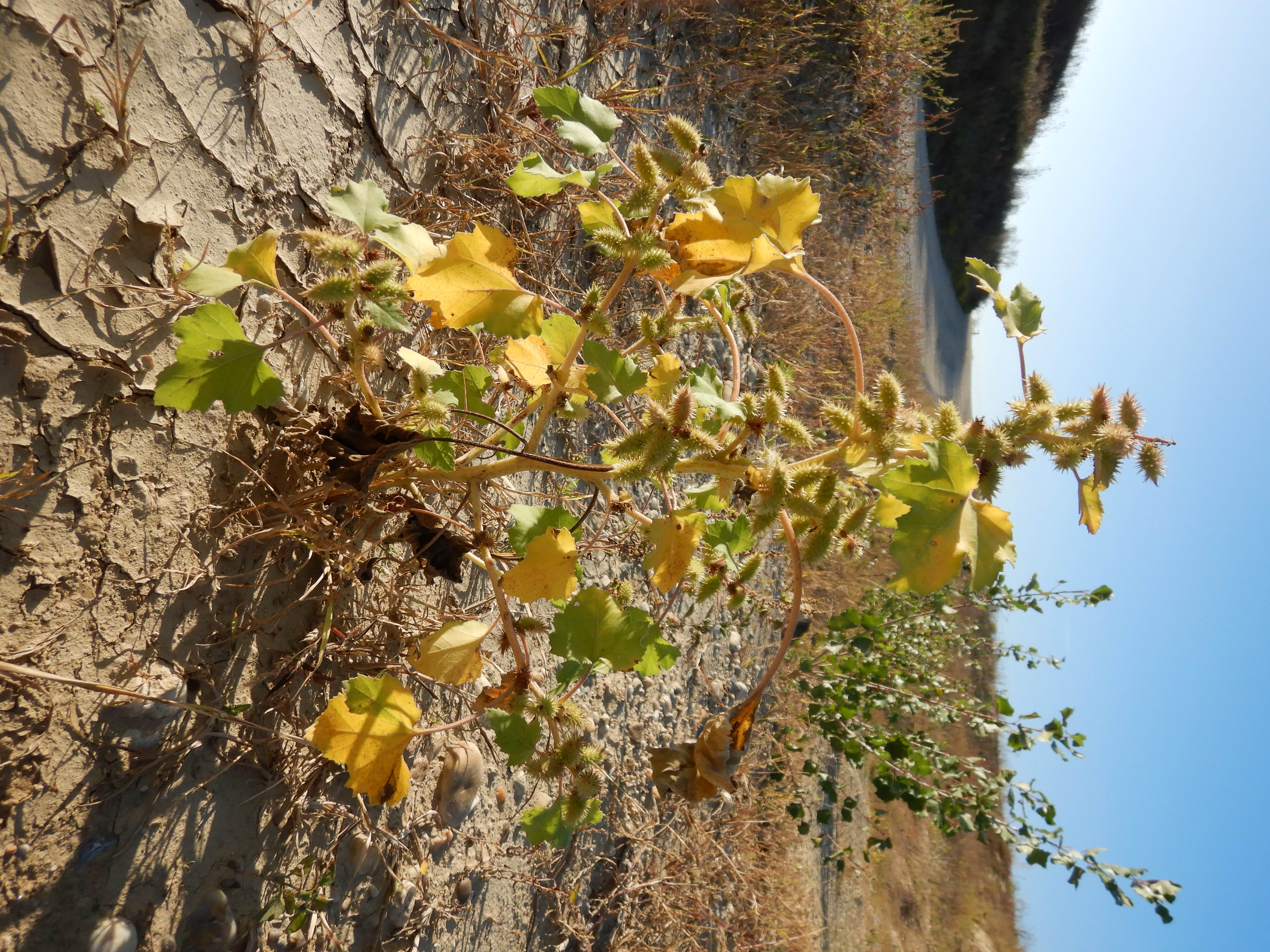 DSCN2510 o parndorf, 2023-10-01, xanthium orientale.jpg