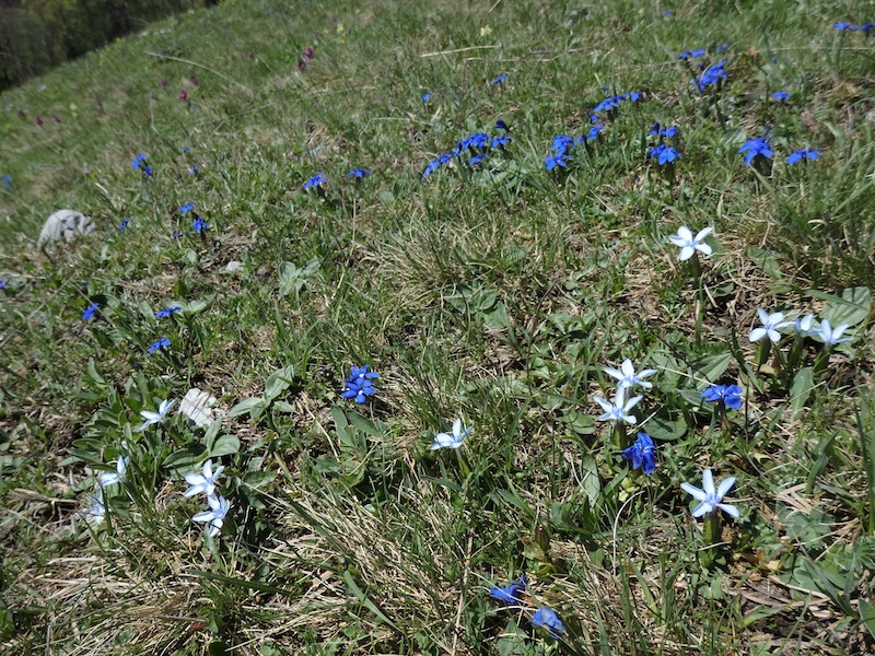 4_Gentiana_verna_zweifaerbig.JPG