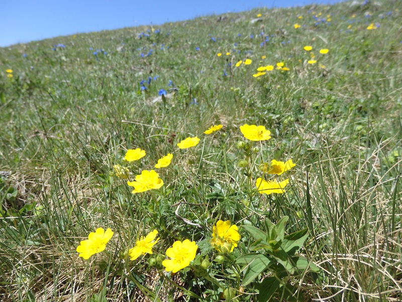 5Potentilla_aurea_Goldfingerkraut.JPG