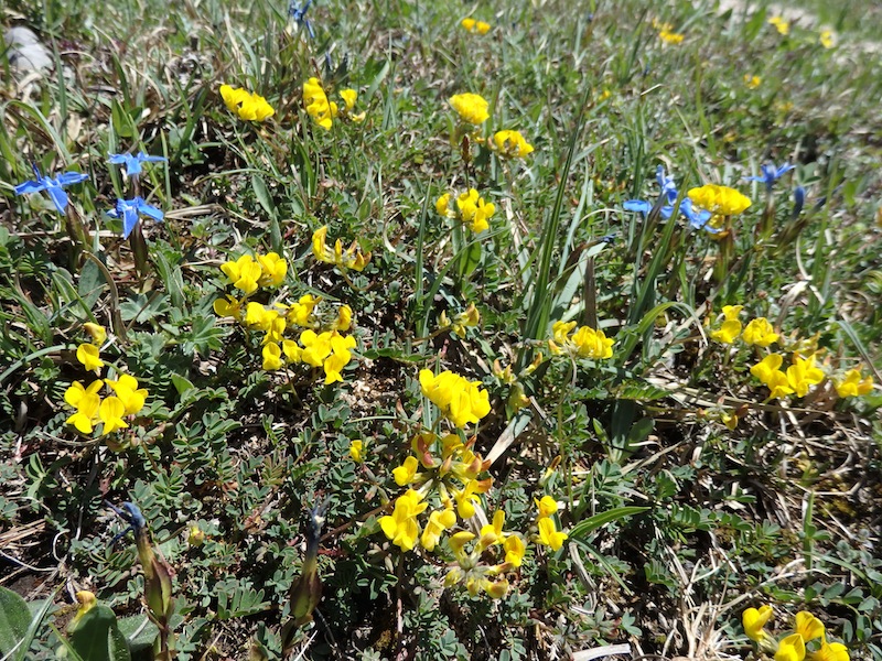 6Hippocrepis_comosa_Hufeisenklee.JPG