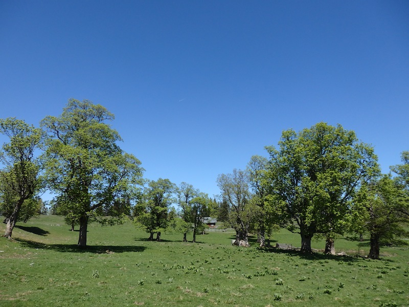 7Acer_pseudo_platanus_Bergahorn.JPG