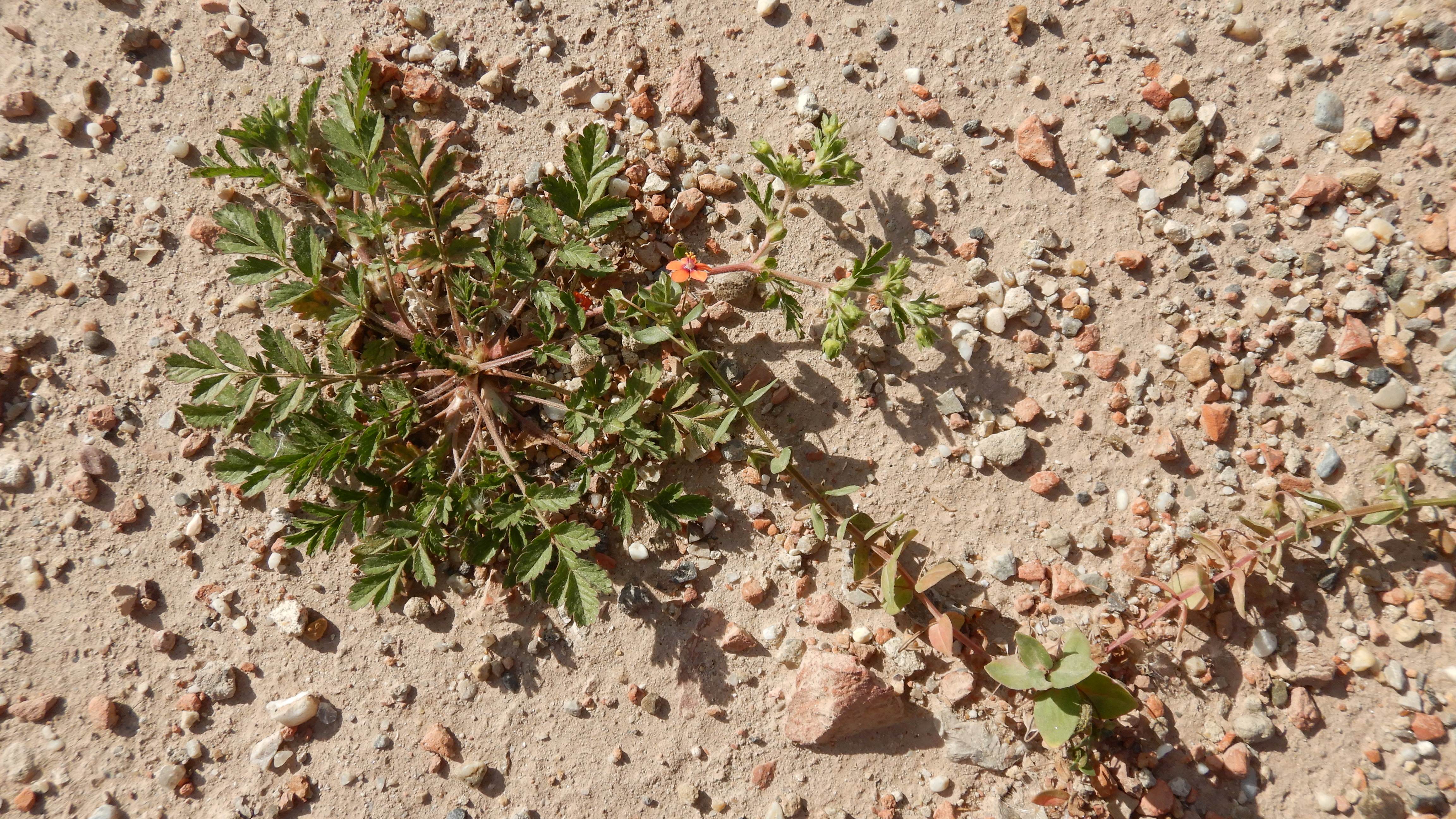 DSCN2941 2023-10-06 ONO Parndorf, potentilla supina, lysimachia arvensis.jpg