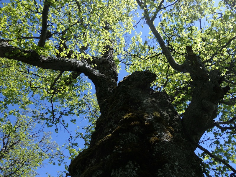 8Fagus_sylvatica_Rotbuche.JPG