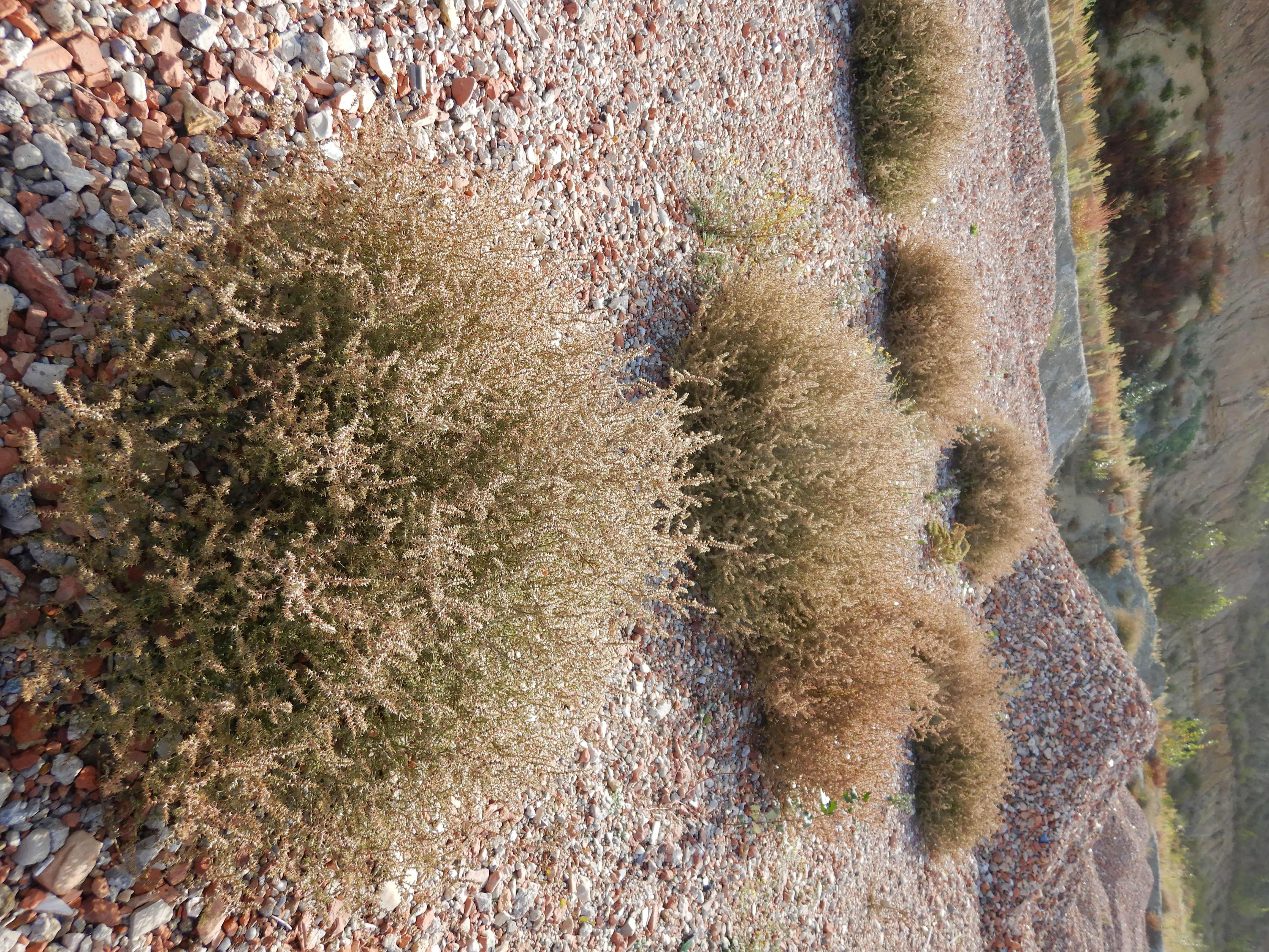 DSCN3051 2023-10-06 ONO Parndorf, salsola kali.jpg