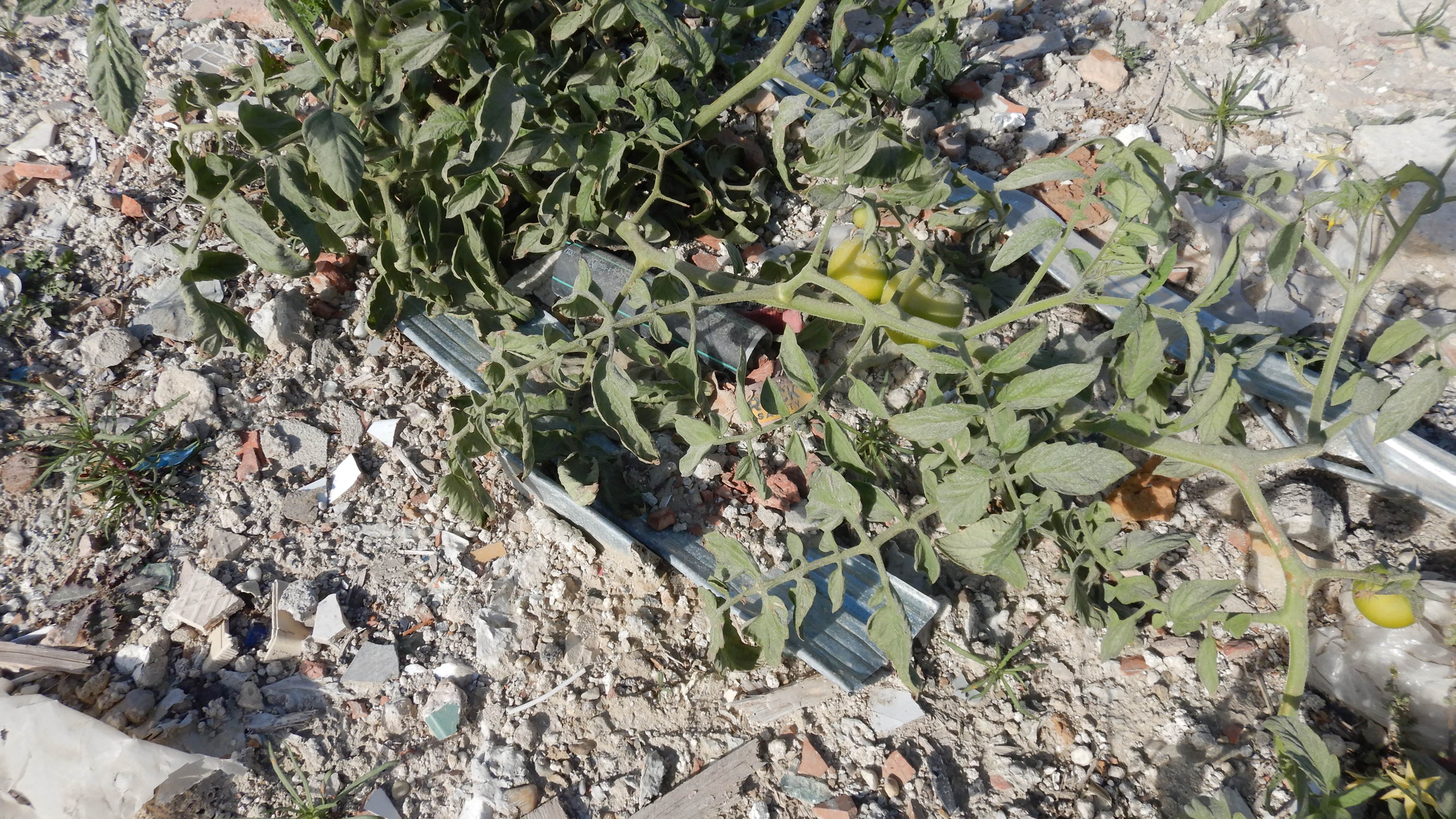 DSCN3060 2023-10-06 ONO Parndorf, solanum lycopersicum auf mülldeponie.jpg