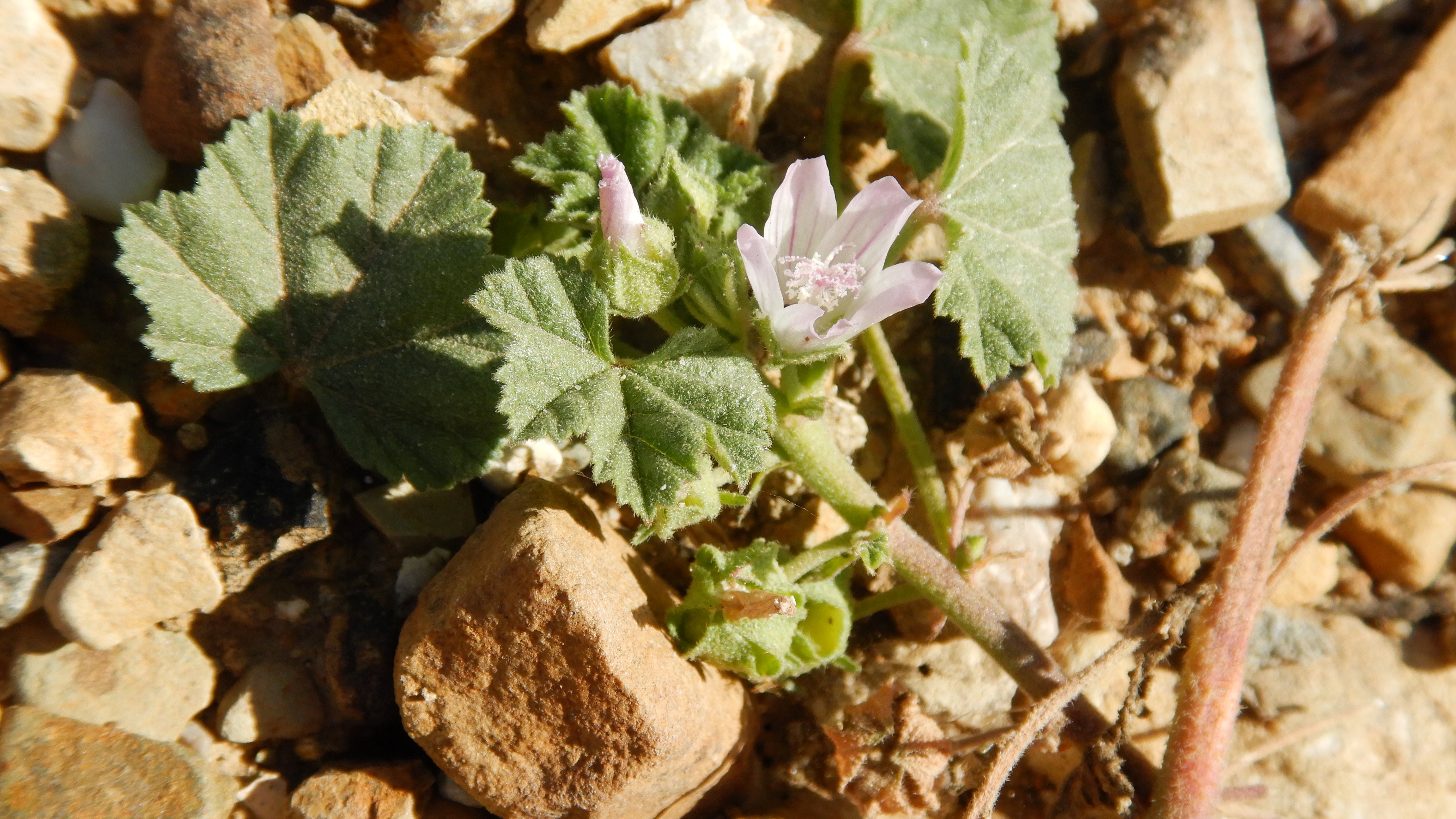 DSCN3075 2023-10-06 ONO Parndorf, malva sp.jpg