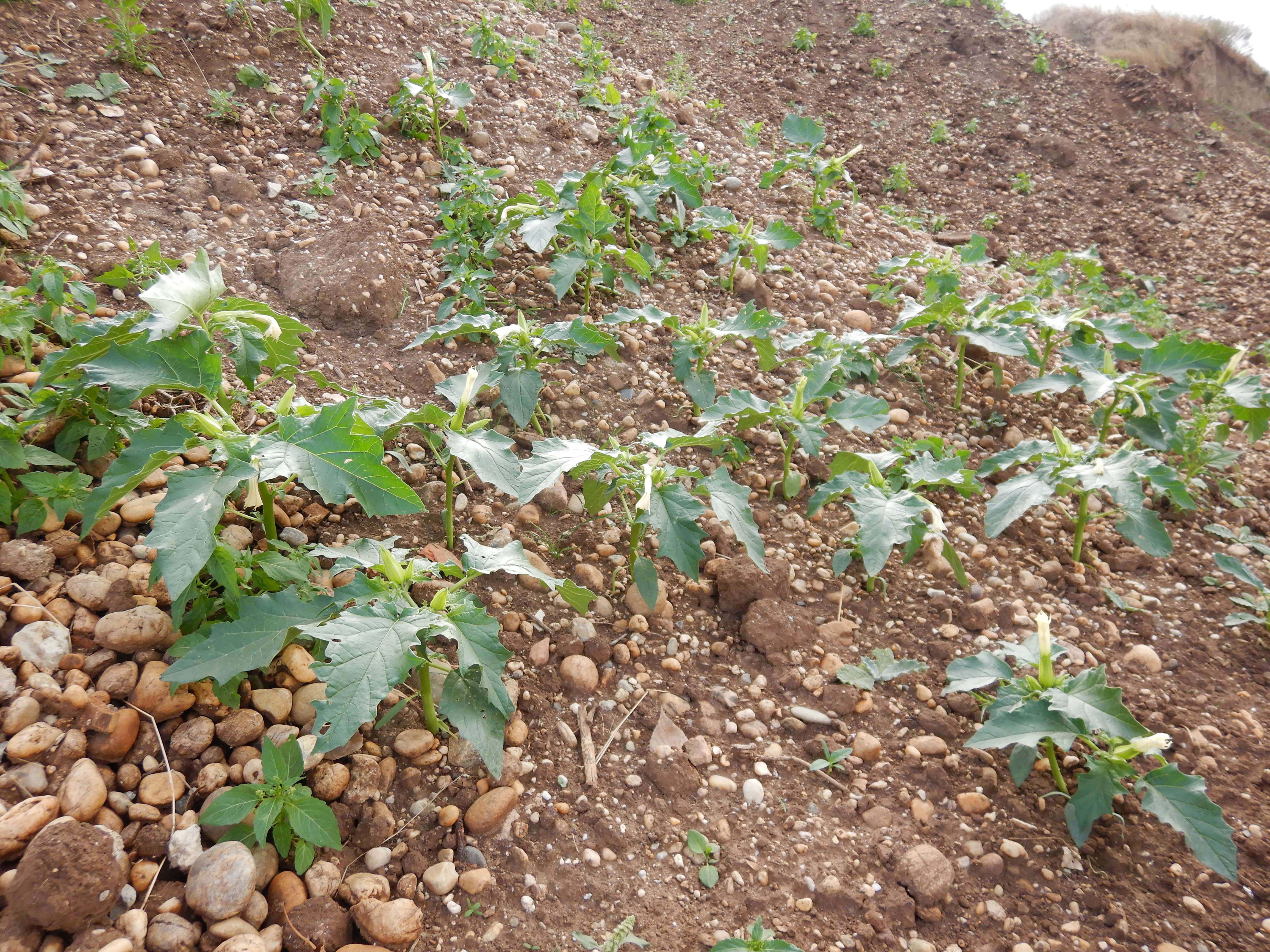 DSCN3127 2023-10-06 ONO Parndorf, datura stramonium.jpg