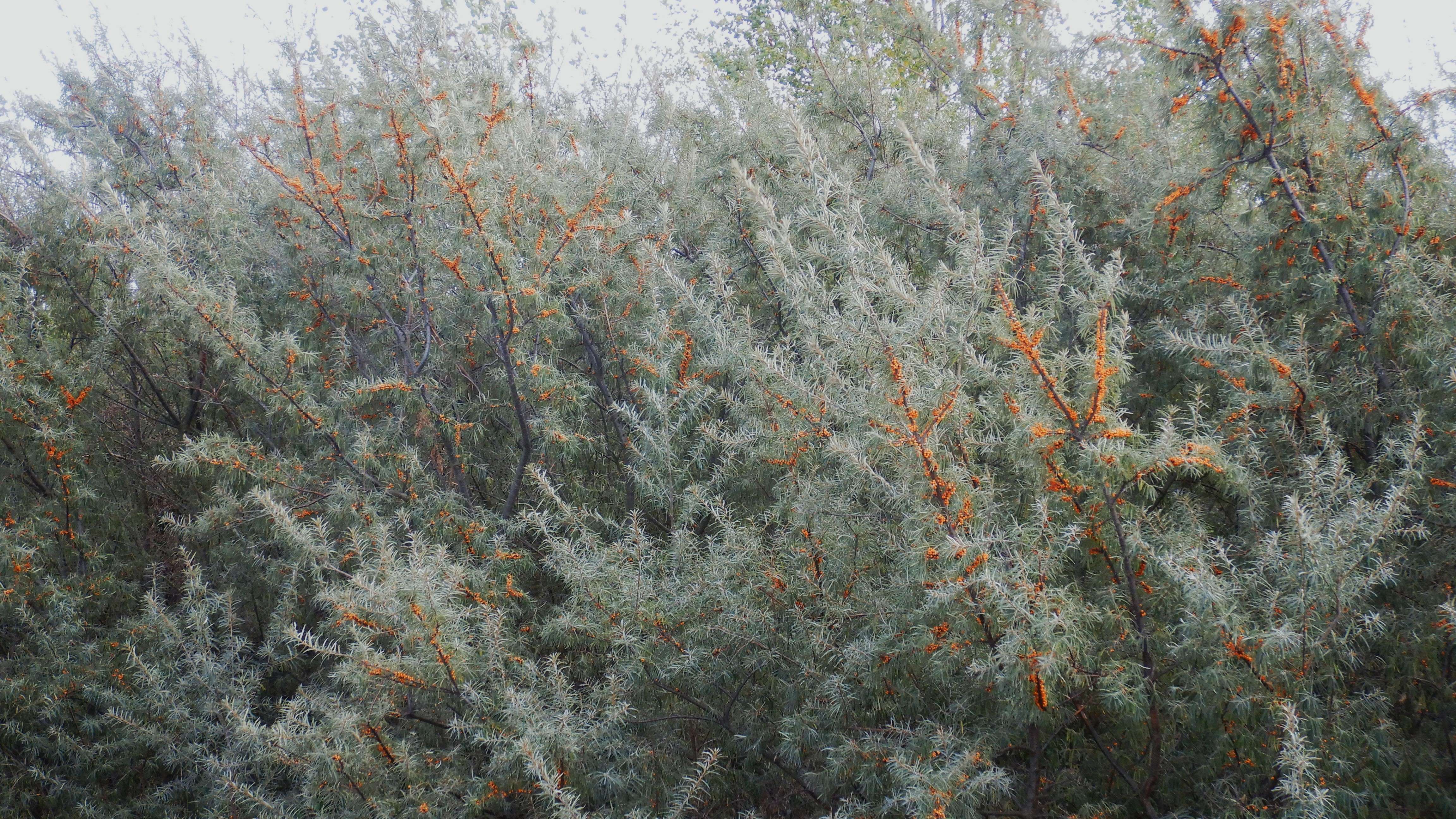 DSCN3132 2023-10-06 ONO Parndorf, hippophae sp.jpg