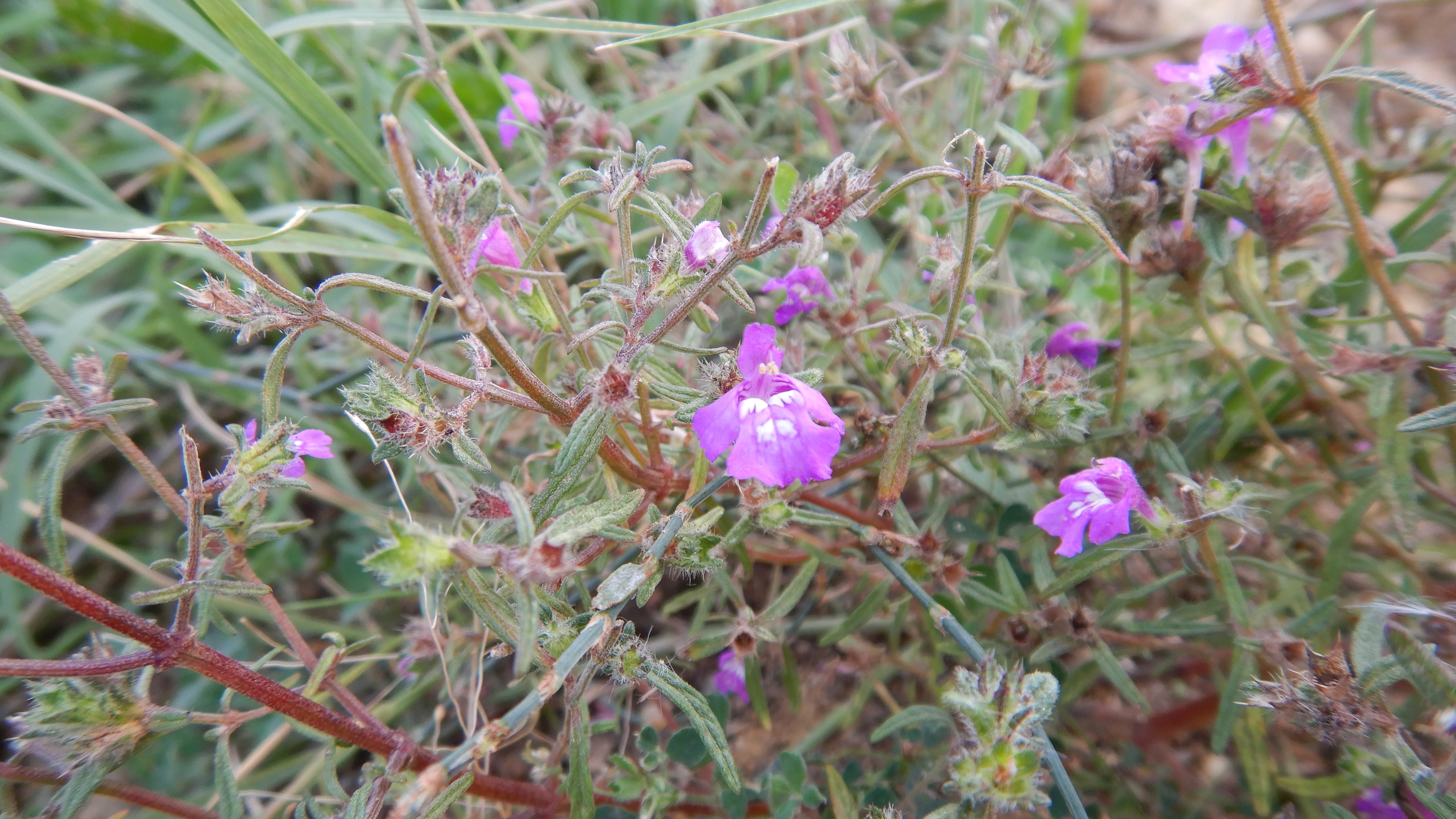 DSCN3162 2023-10-06 ONO Parndorf, galeopsis angustifolia.jpg