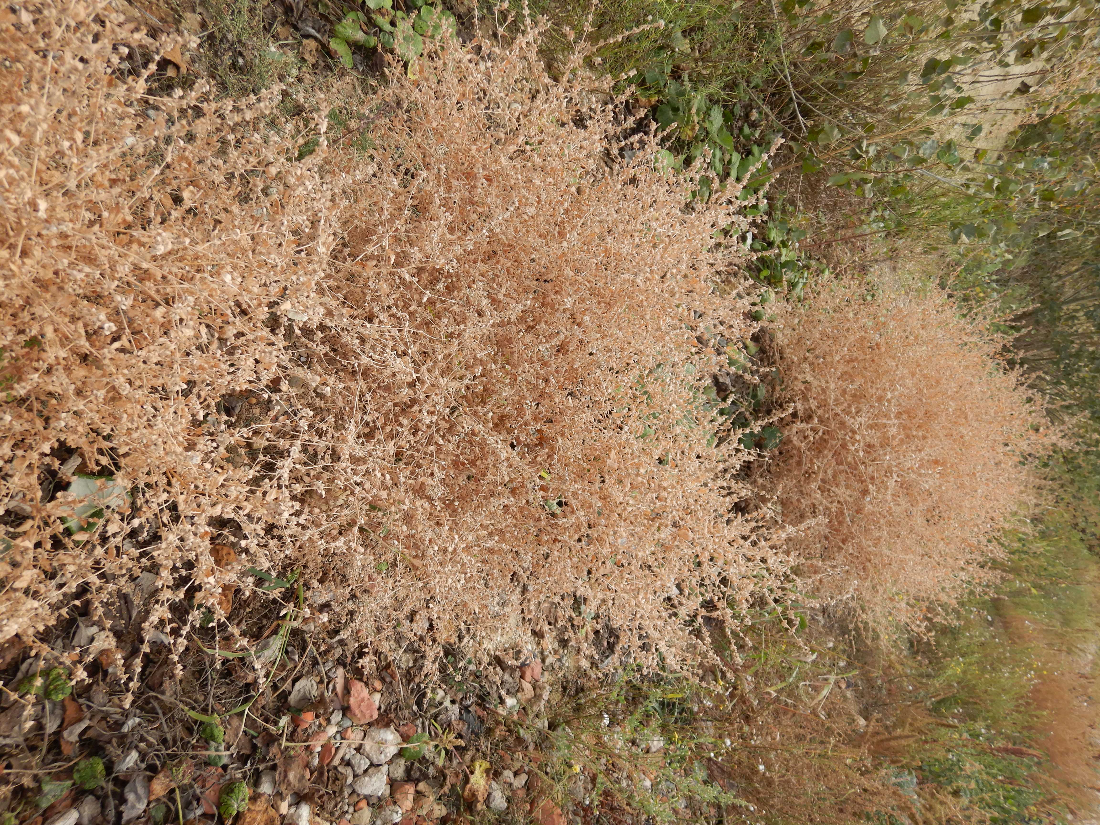 DSCN3216 2023-10-06 ONO Parndorf, atriplex cf. rosea.jpg