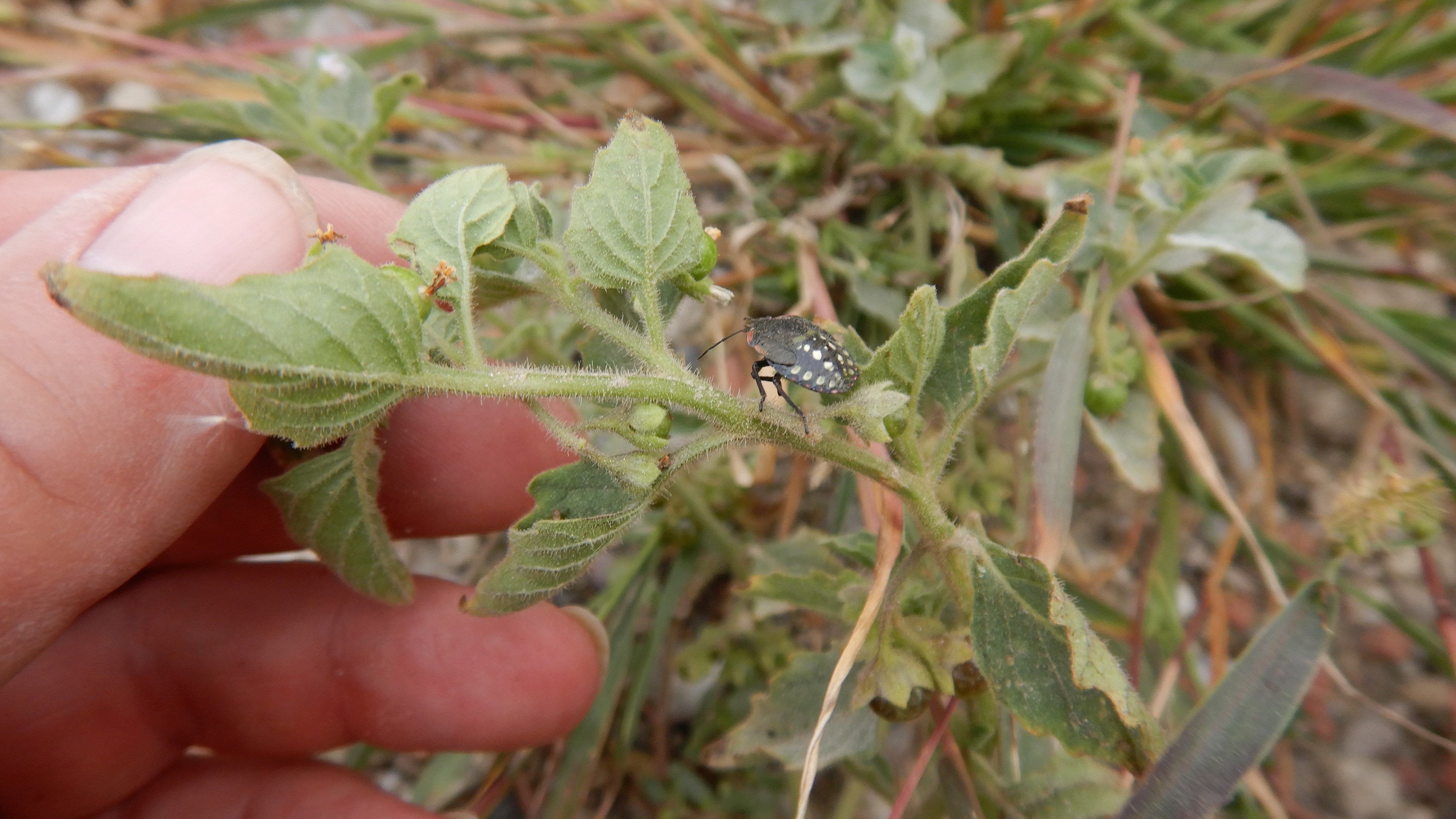 DSCN3341 2023-10-06 ONO Parndorf, solanum nitidibaccatum.jpg