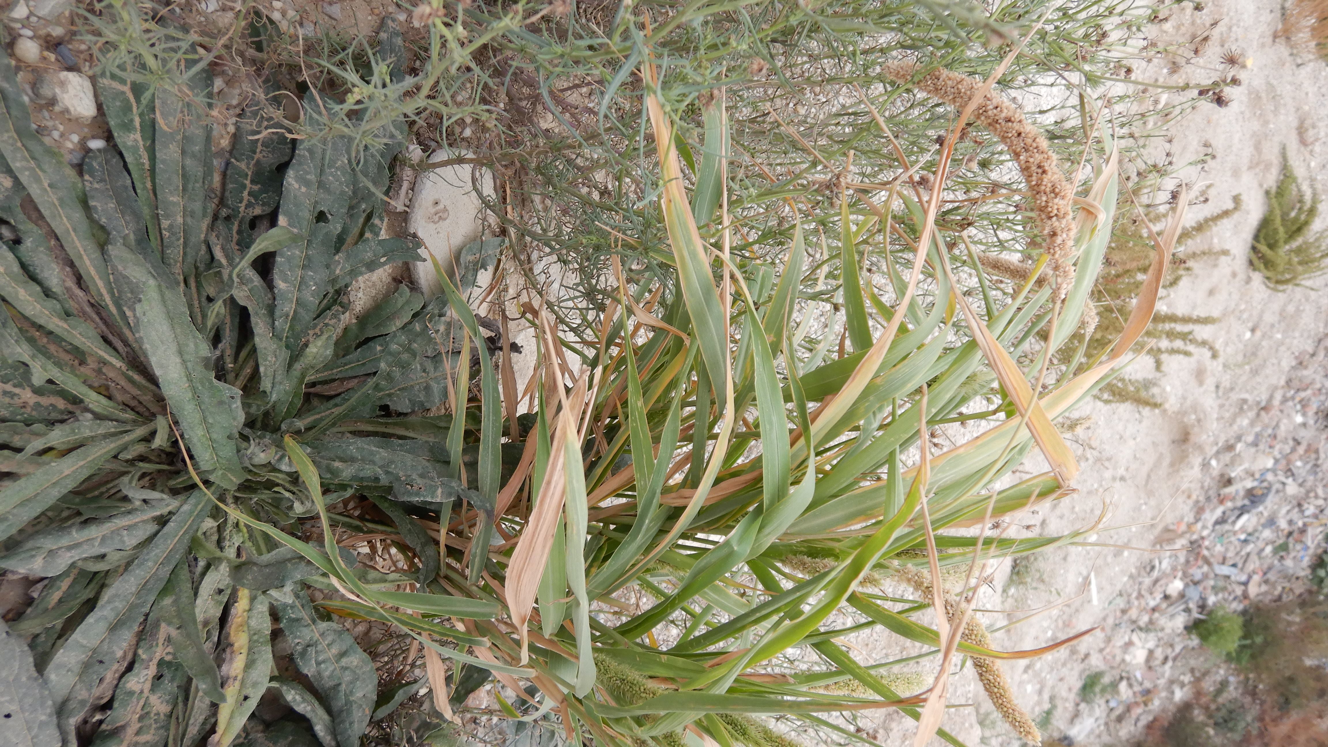 DSCN3347 2023-10-06 ONO Parndorf, echium vulgare, setaria viridis var. viridis.jpg