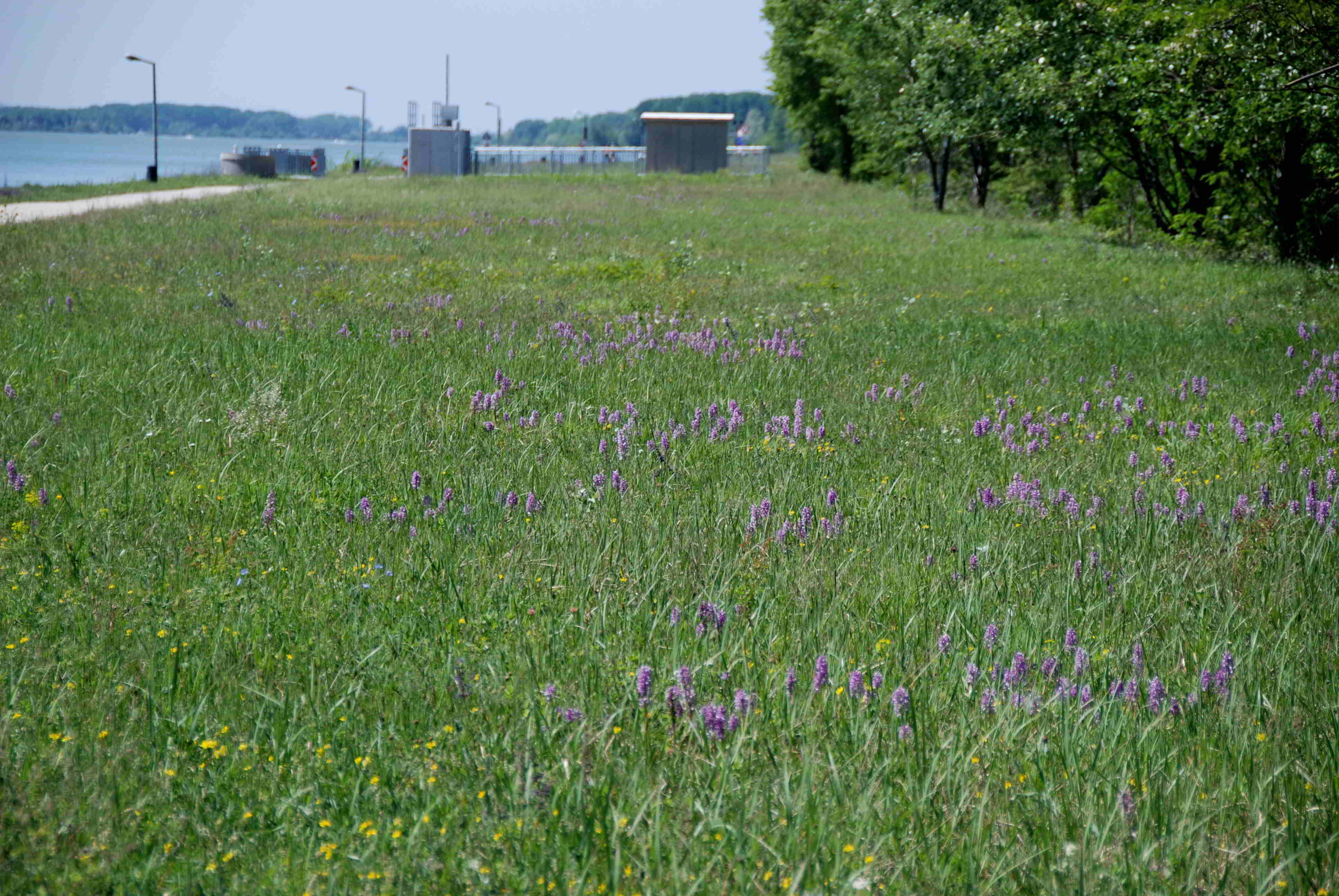 Greifenstein-06052018-(6).JPG