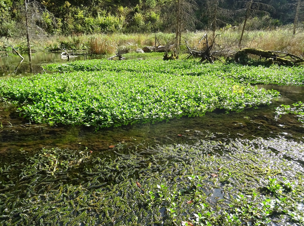 2023-10-13 Veronica beccabunga, Elodea canadensis.JPG