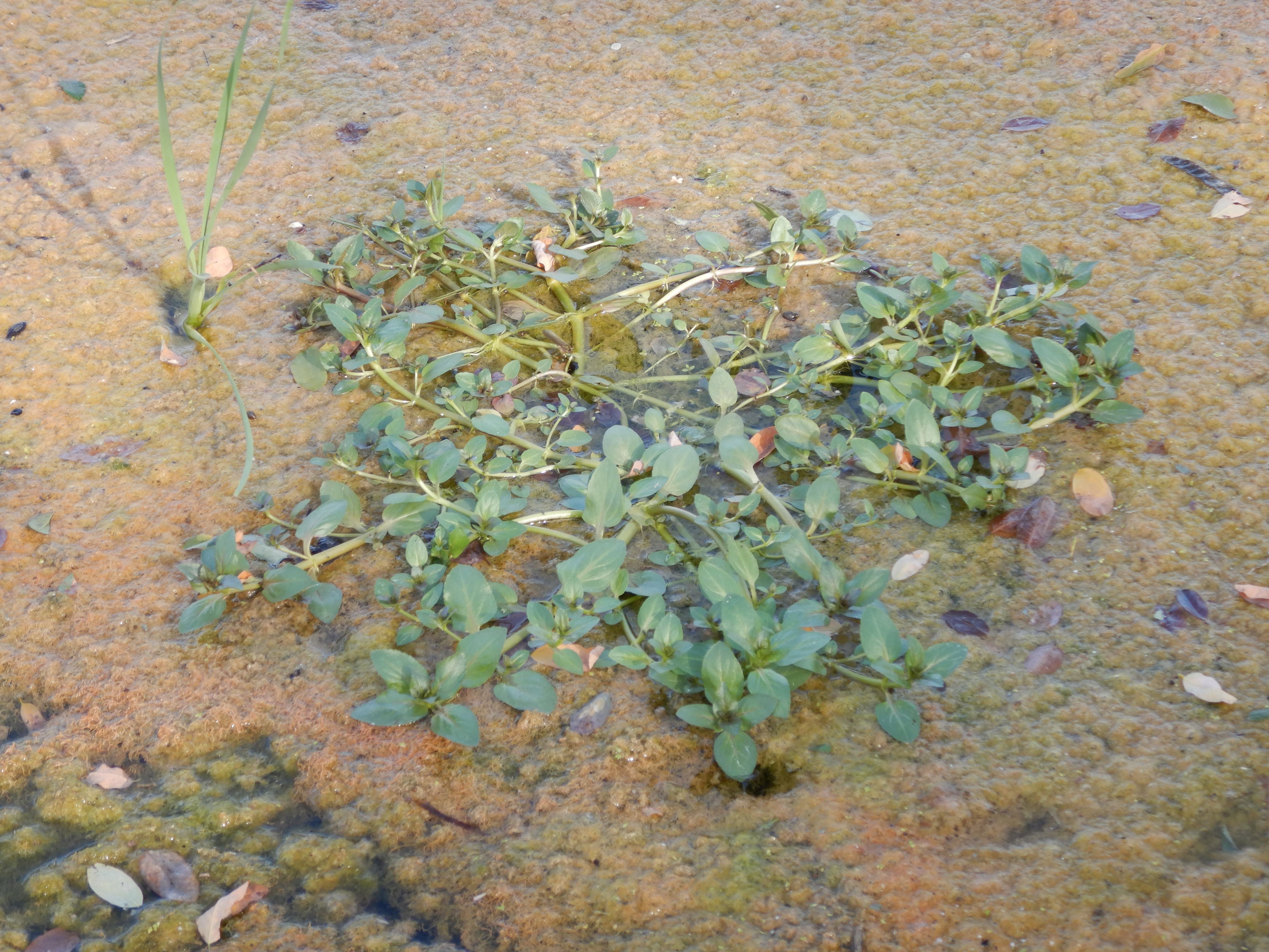 DSCN4452 neusiedl, 2023-10-21, retentionsbecken, veronica anagallis-aquatica, typha sp.jpg