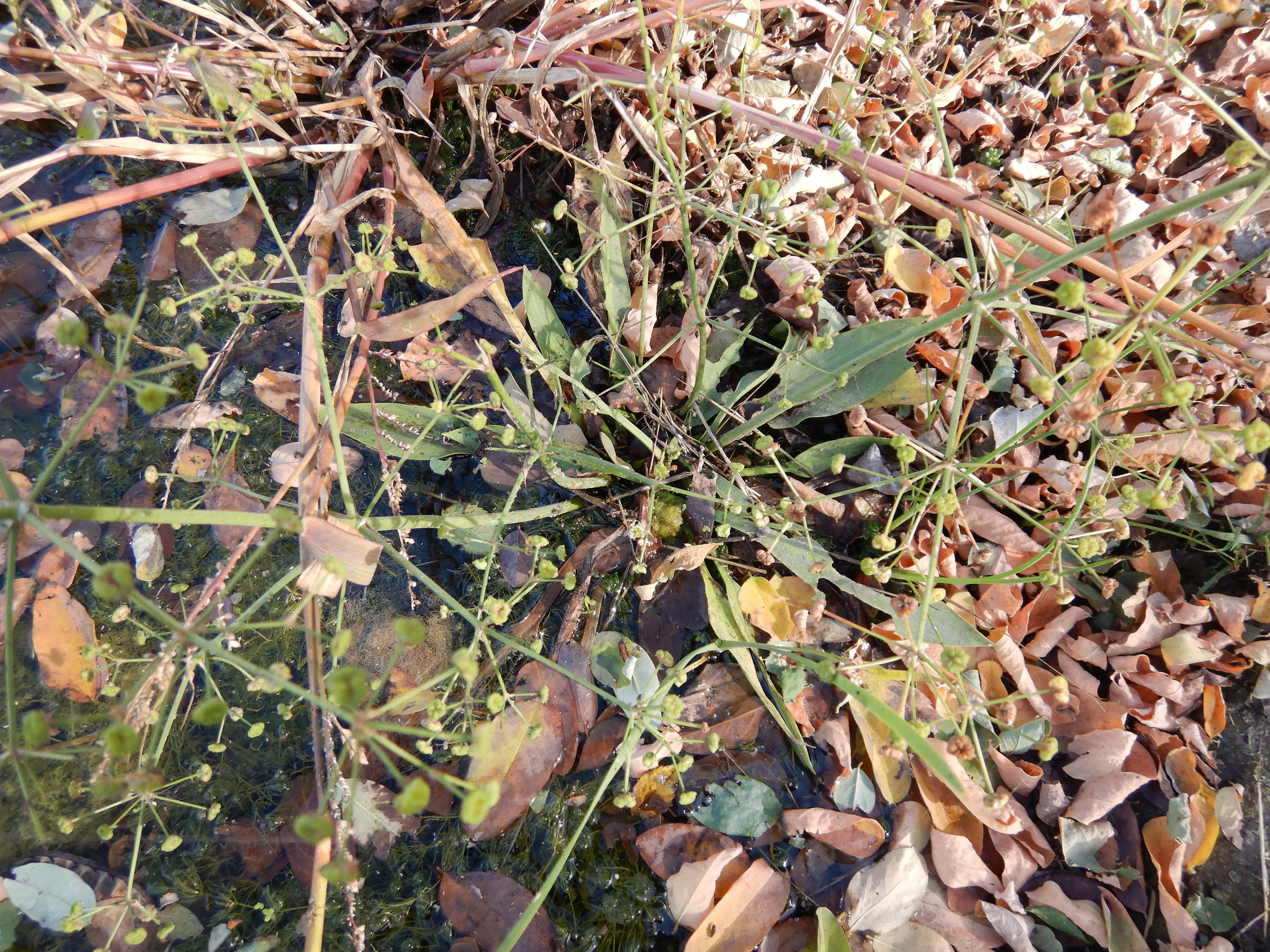 DSCN4455 neusiedl, 2023-10-21, retentionsbecken, alisma lanceolatum.jpg