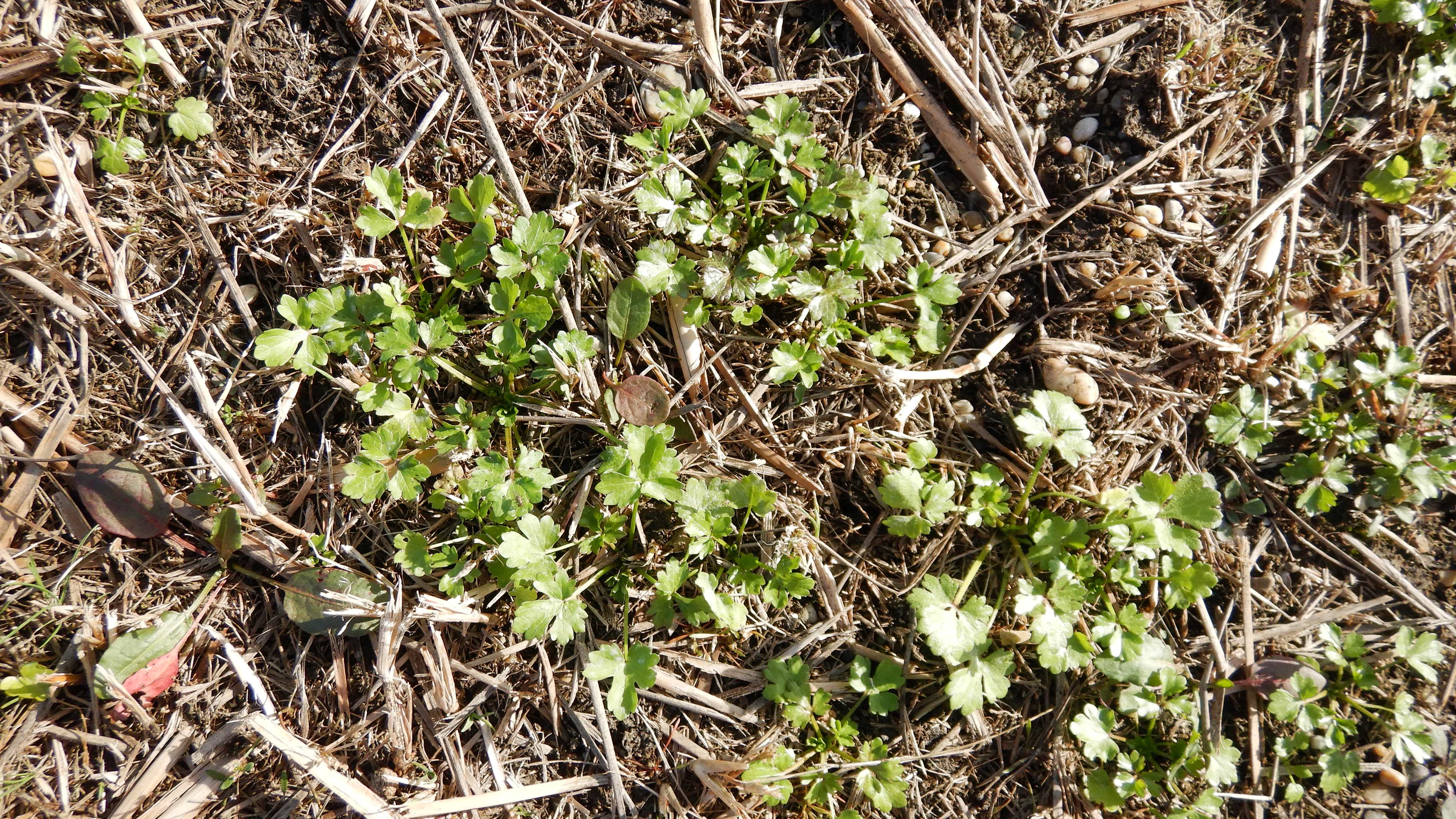 DSCN4475 parndorf, 2023-10-21, retentionsbecken, ranunculus sardous.jpg