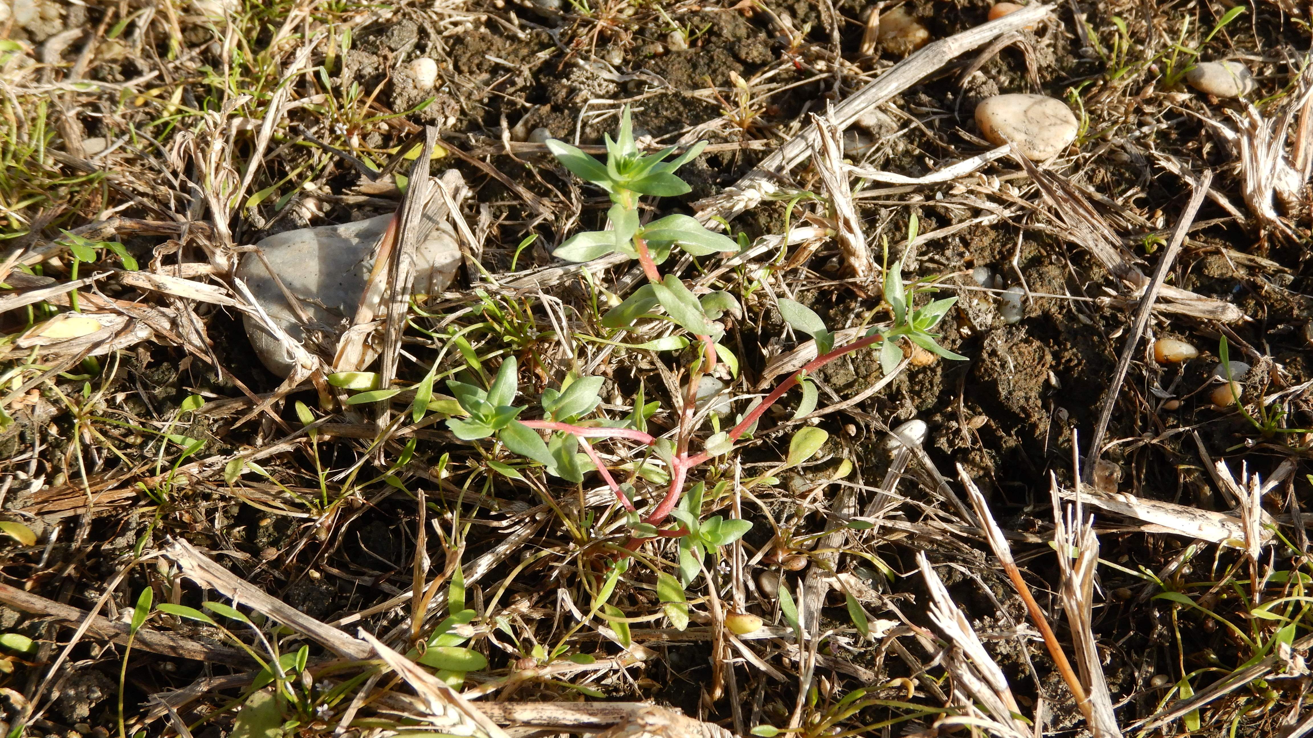 DSCN4484 parndorf, 2023-10-21, retentionsbecken, lythrum hyssopifolium, limosella aquatica.jpg