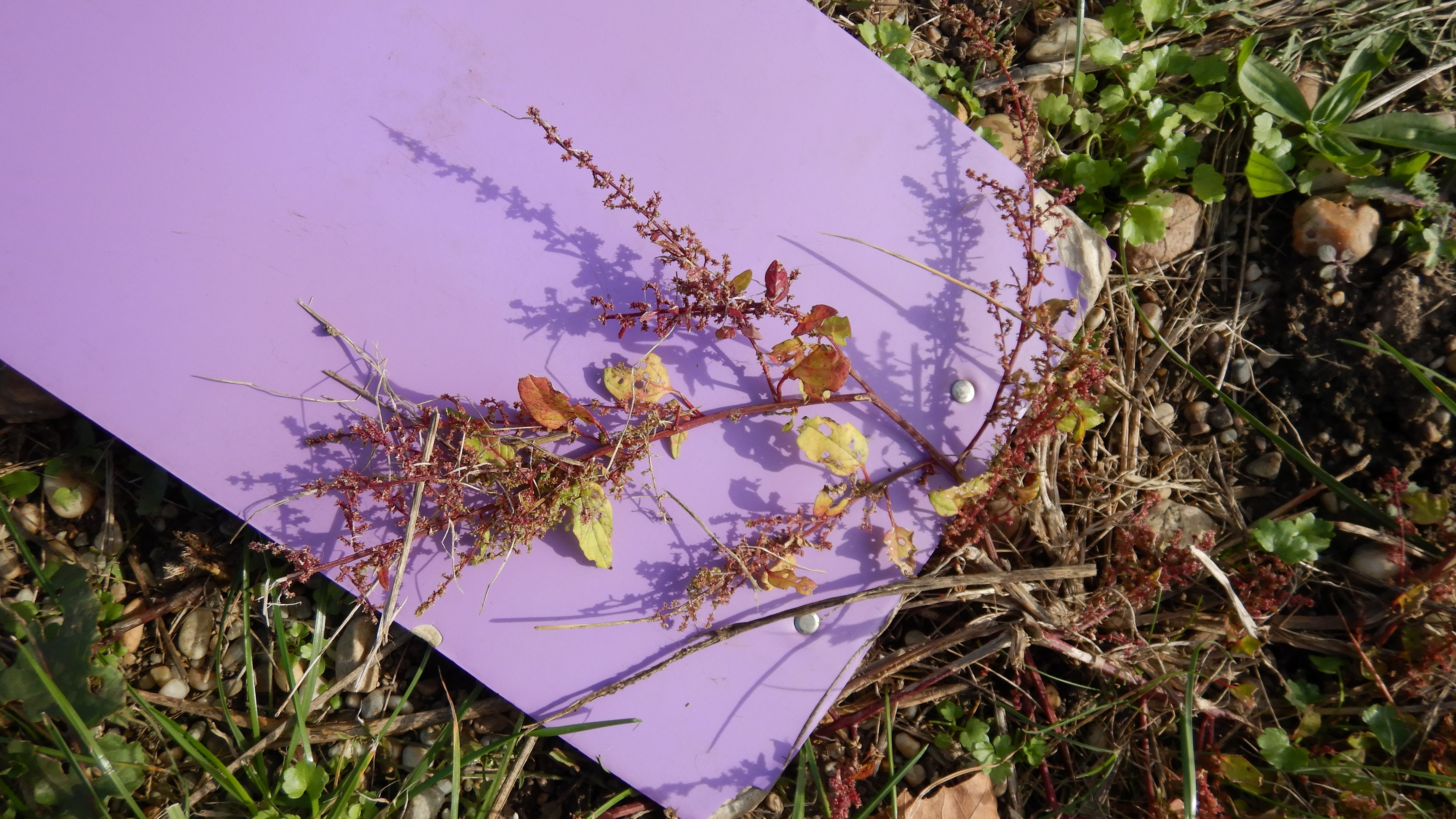 DSCN4498 parndorf, 2023-10-21, retentionsbecken, cf. chenopodium polyspermum.jpg