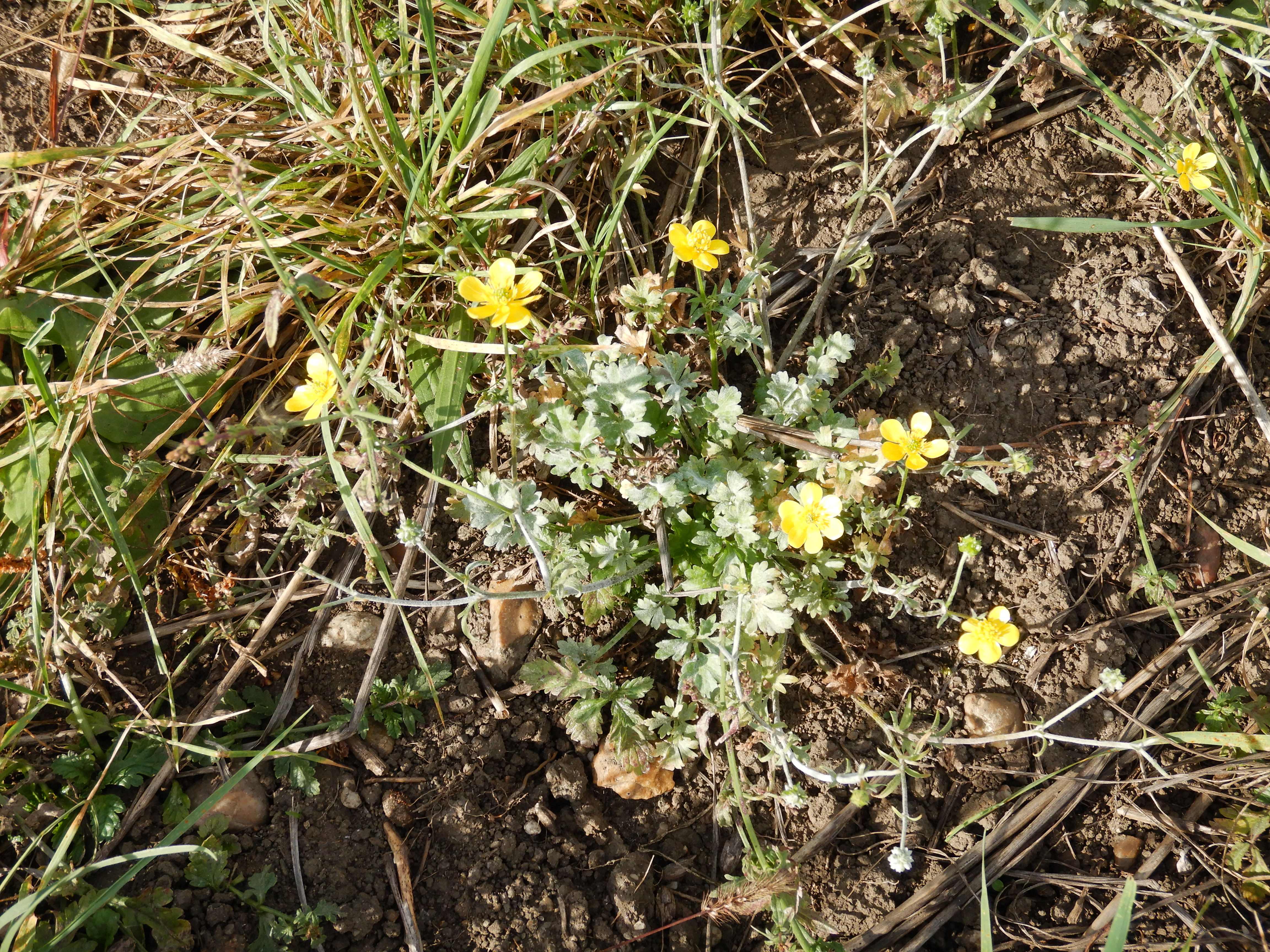 DSCN4507 Parndorf, 2023-10-21, Feuchtacker-NSG, Ranunculus sardous.jpg