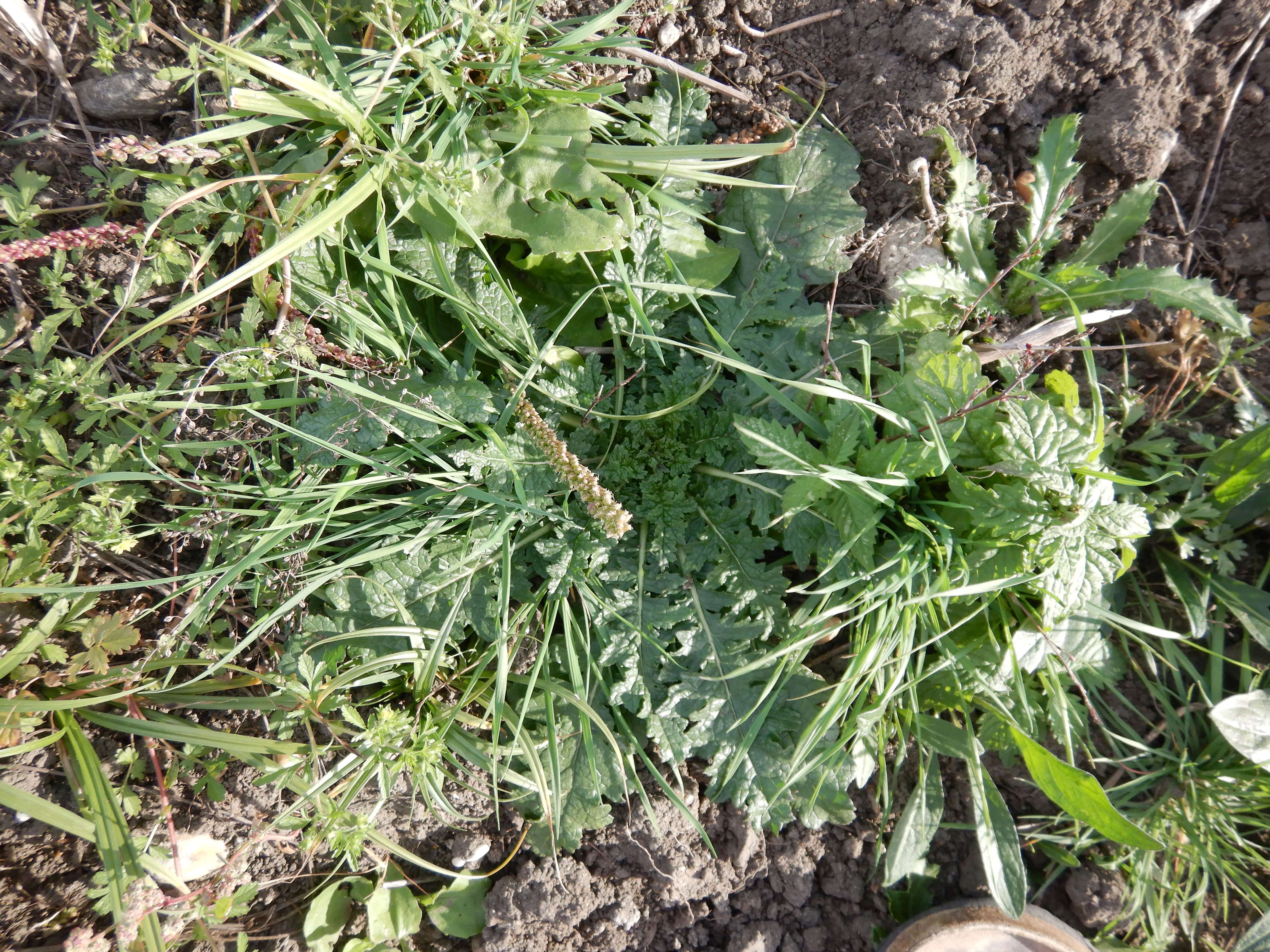 DSCN4515 Parndorf, 2023-10-21, Feuchtacker-NSG, Verbascum blattaria.jpg