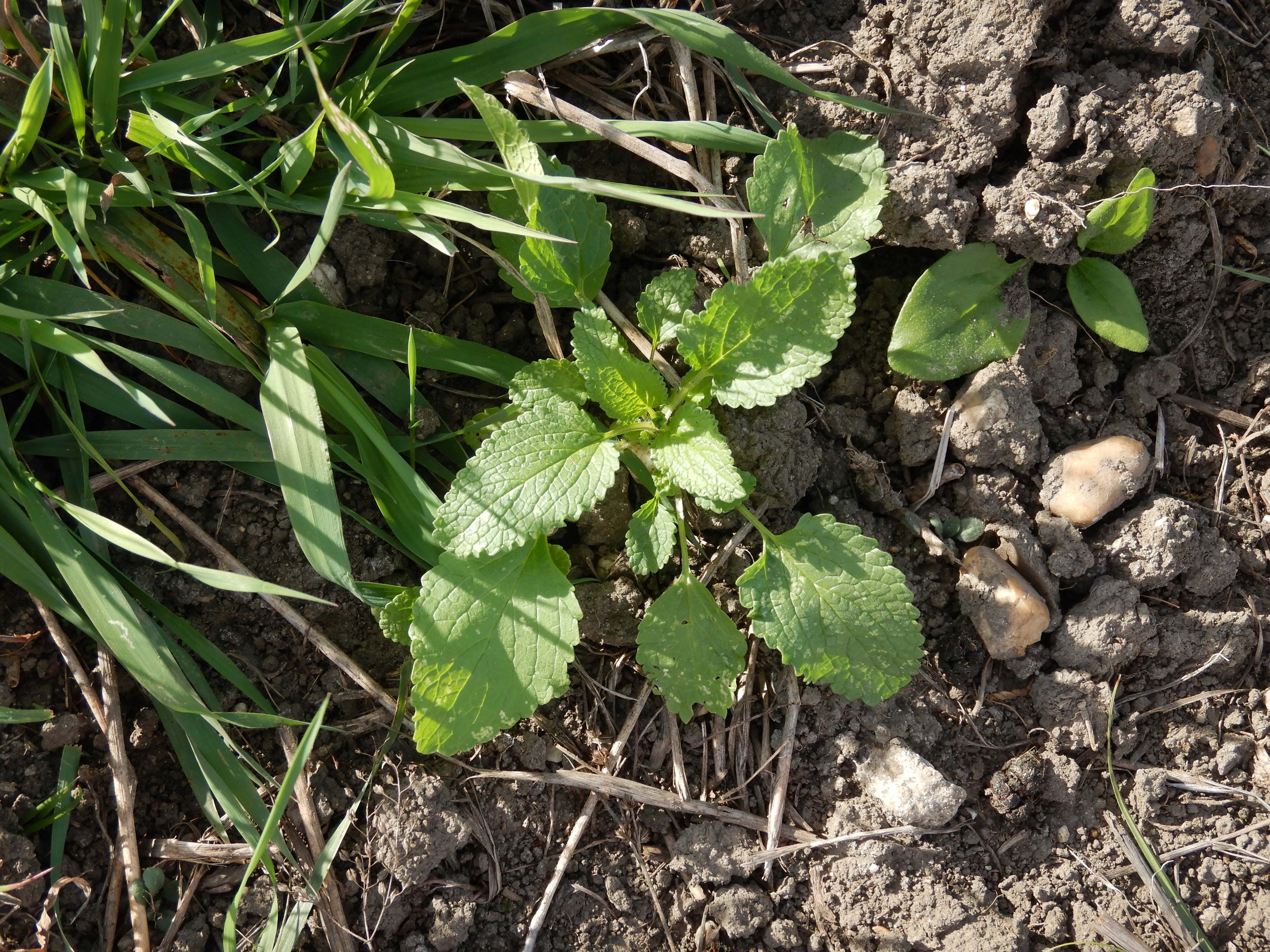 DSCN4517 Parndorf, 2023-10-21, Feuchtacker-NSG, Stachys palustris.jpg