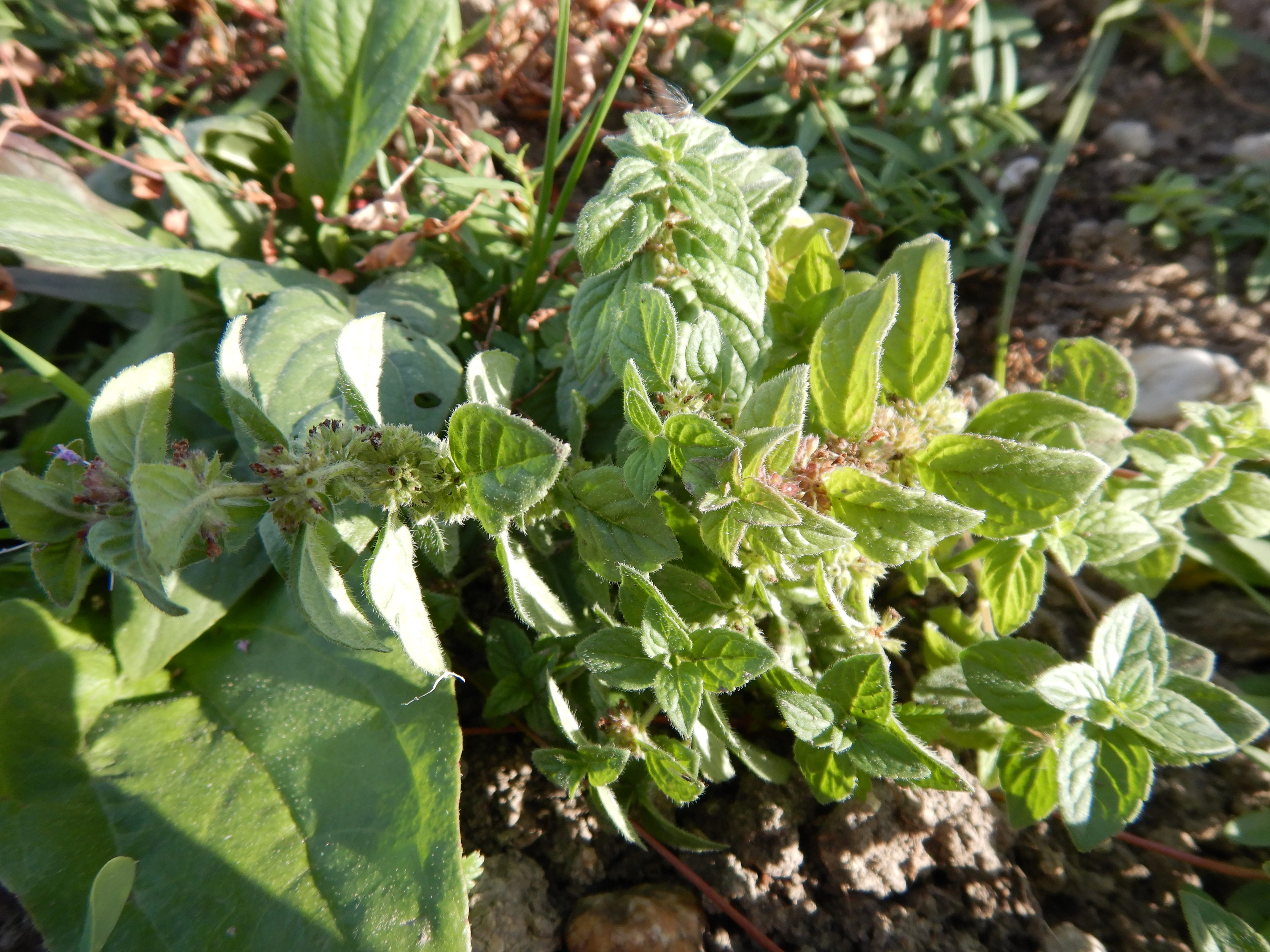 DSCN4526 Parndorf, 2023-10-21, Feuchtacker-NSG, Mentha arvensis.jpg